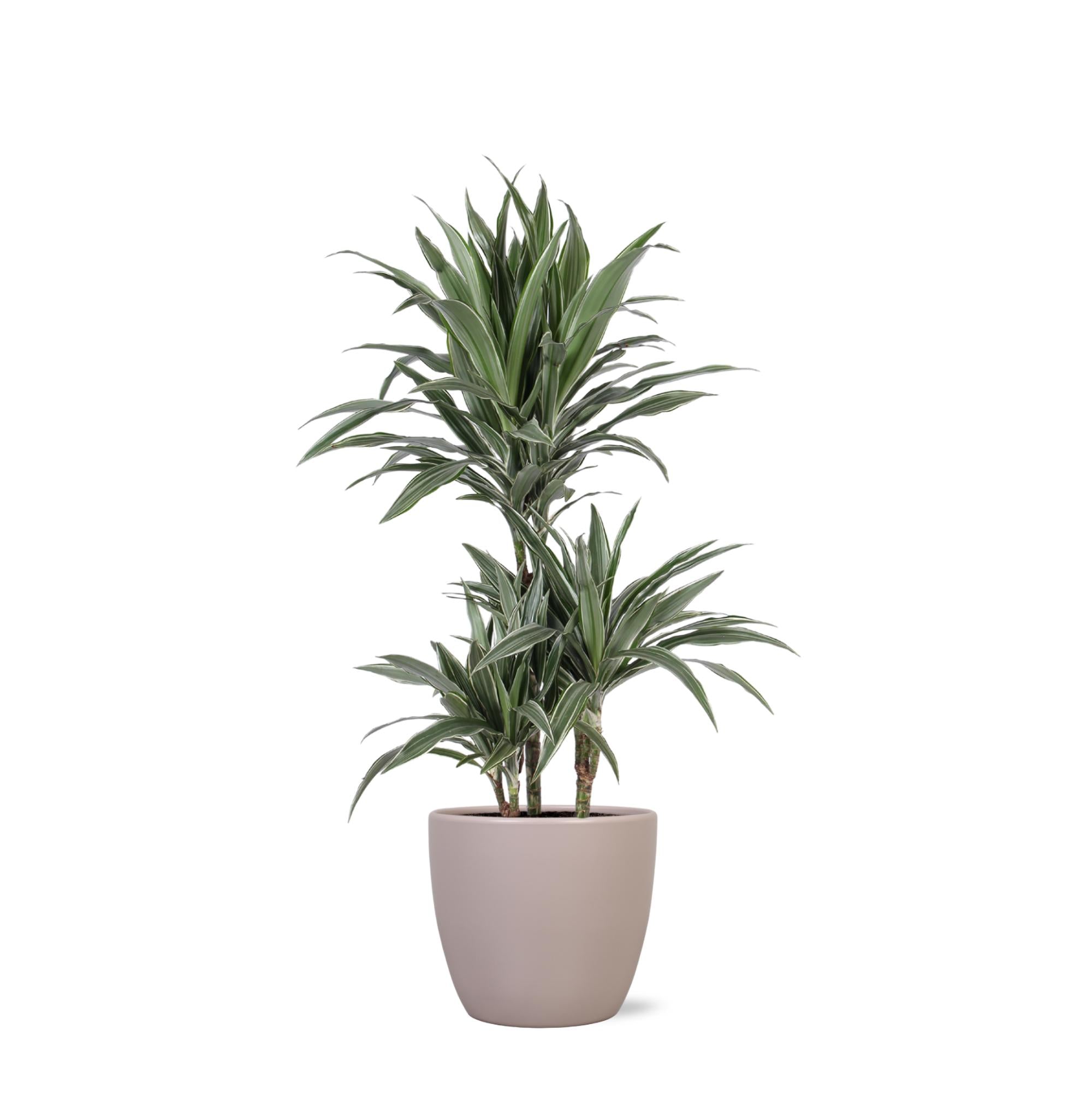 Drachenbaum Warneckei - Dracaena Warneckii Ø21cm - ↕65cm in Boule TAUBE Topf