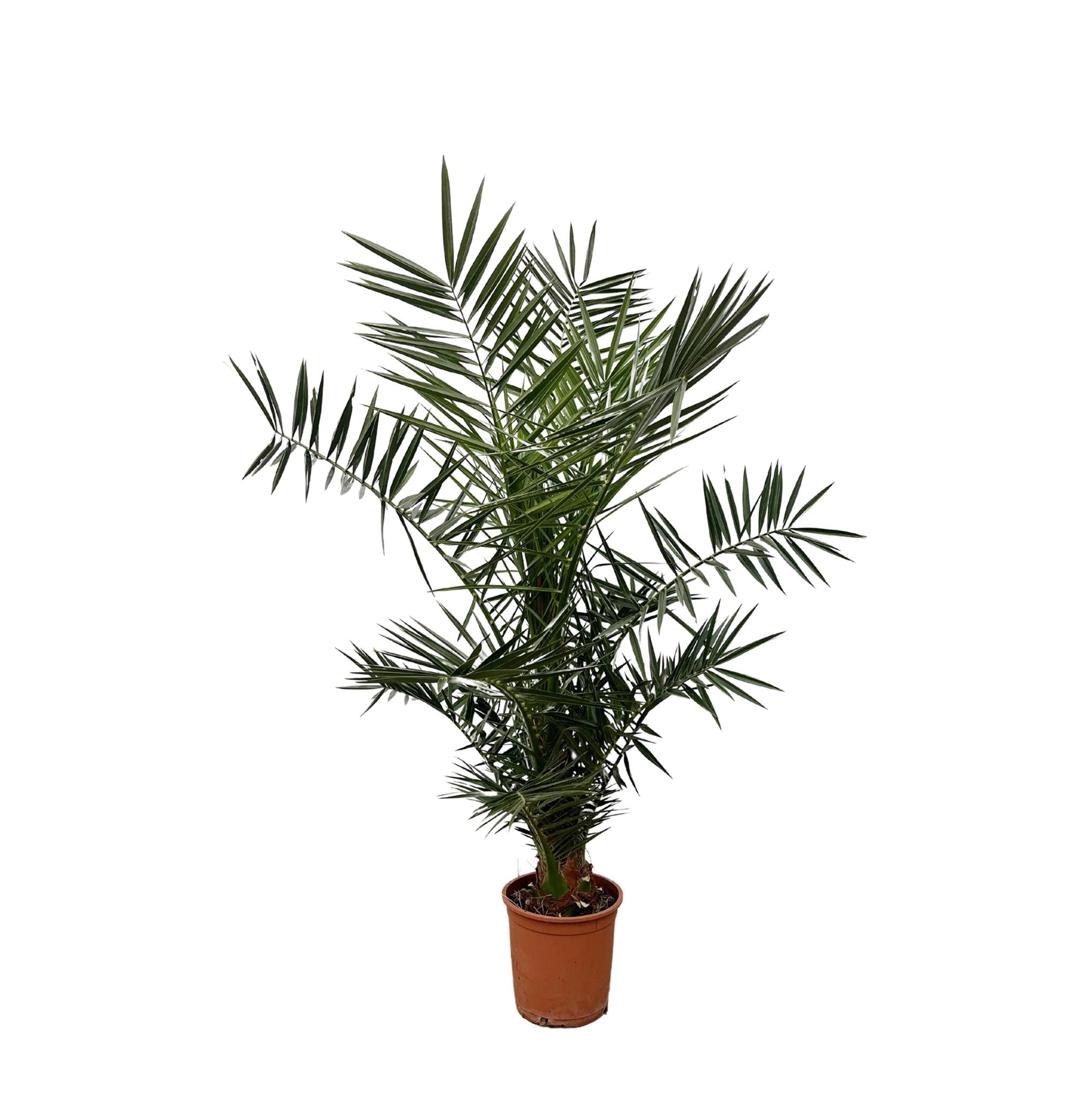 Phoenix Canariensis - 130cm - ø20