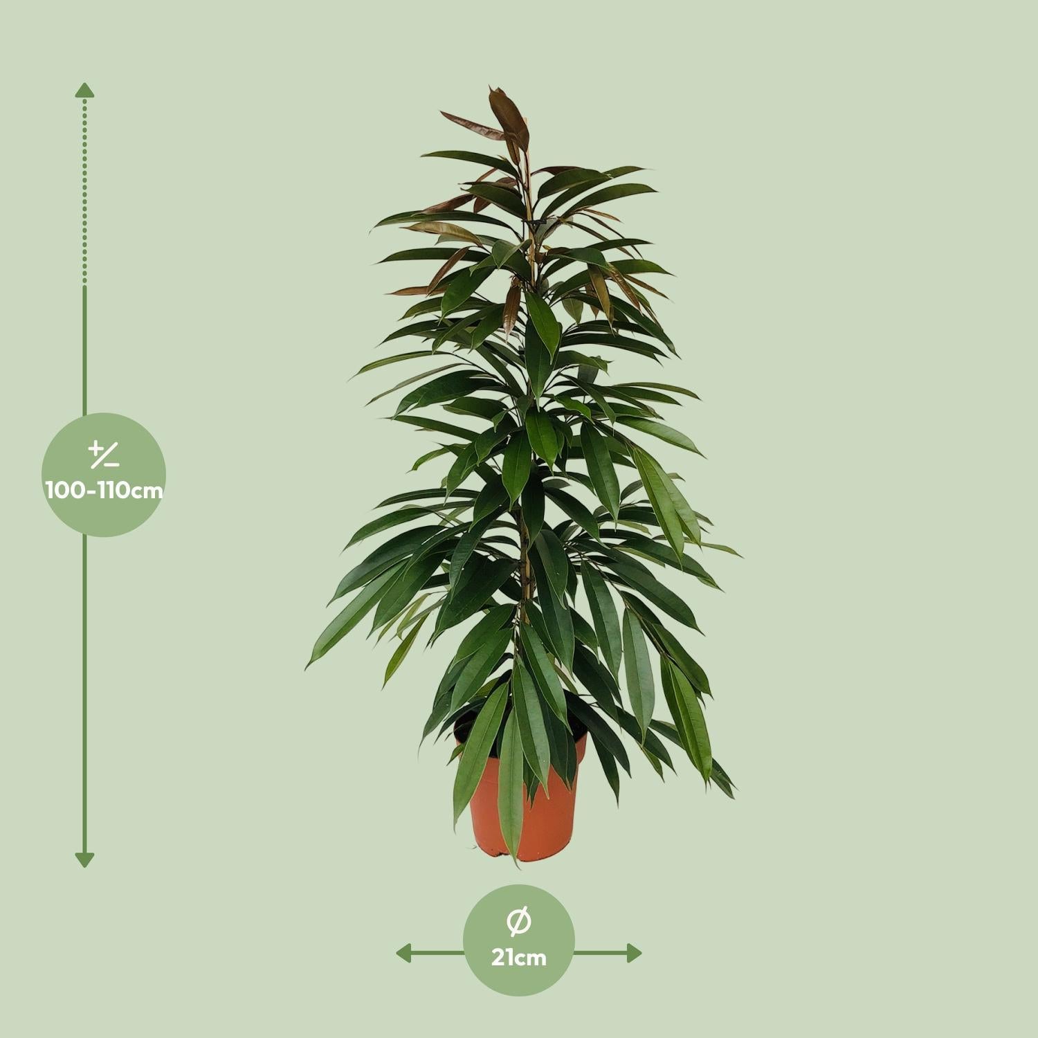 Gummibaum Ficus Binnendijkii Amstel King Ø21cm - ↕95cm