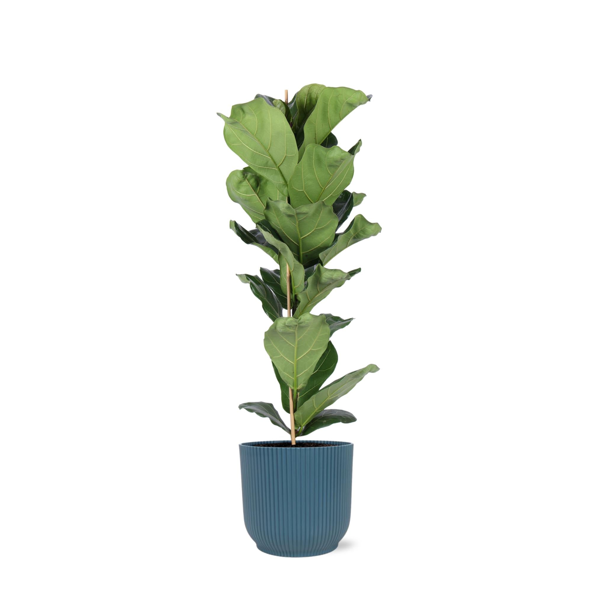 Geigenfeige - Ficus Lyrata - Ø21cm - ↕90cm in Vibes Topf blau