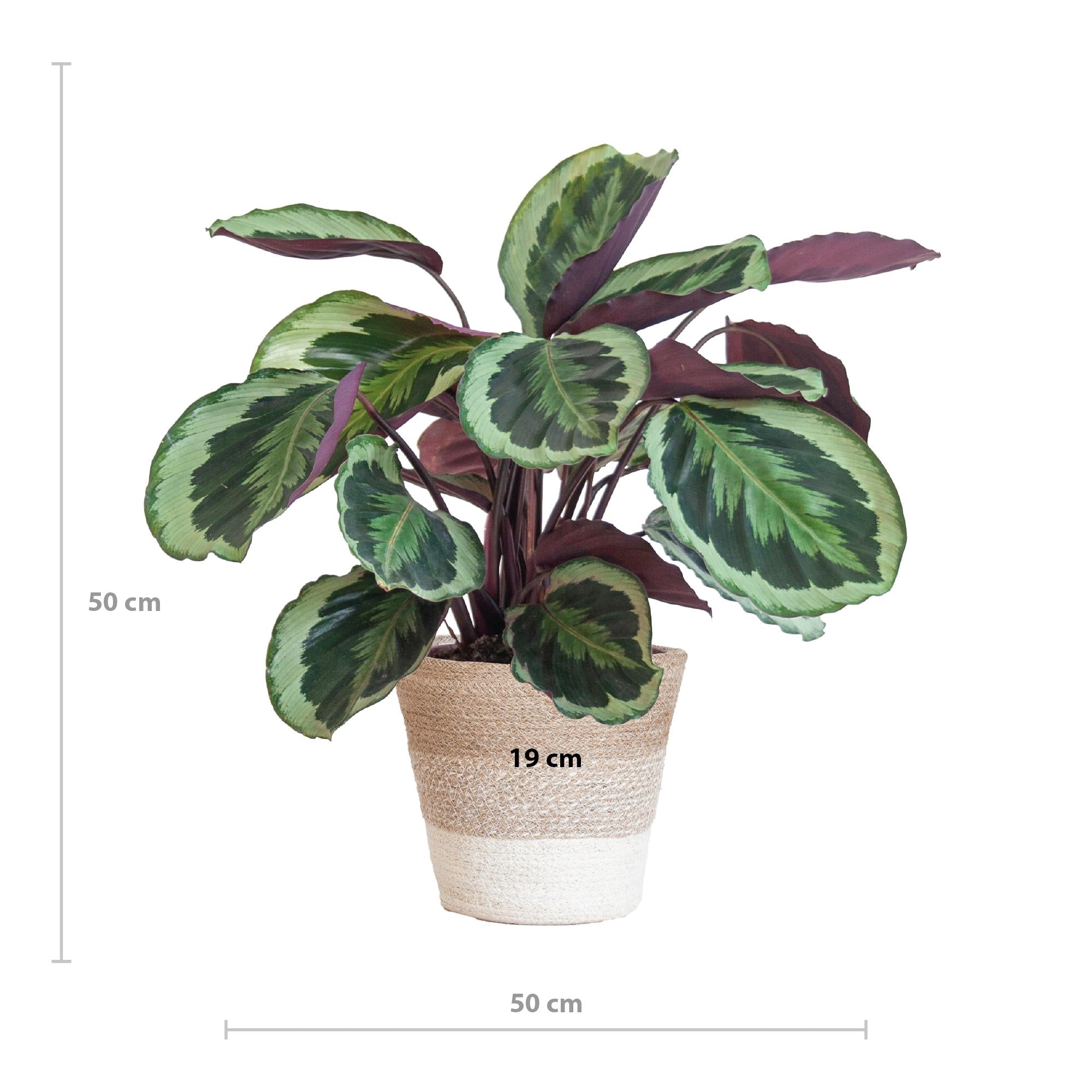 Pfauenpflanze - Calathea Medaillon mit weißem Lissabon-Korb - 65cm - Ø19