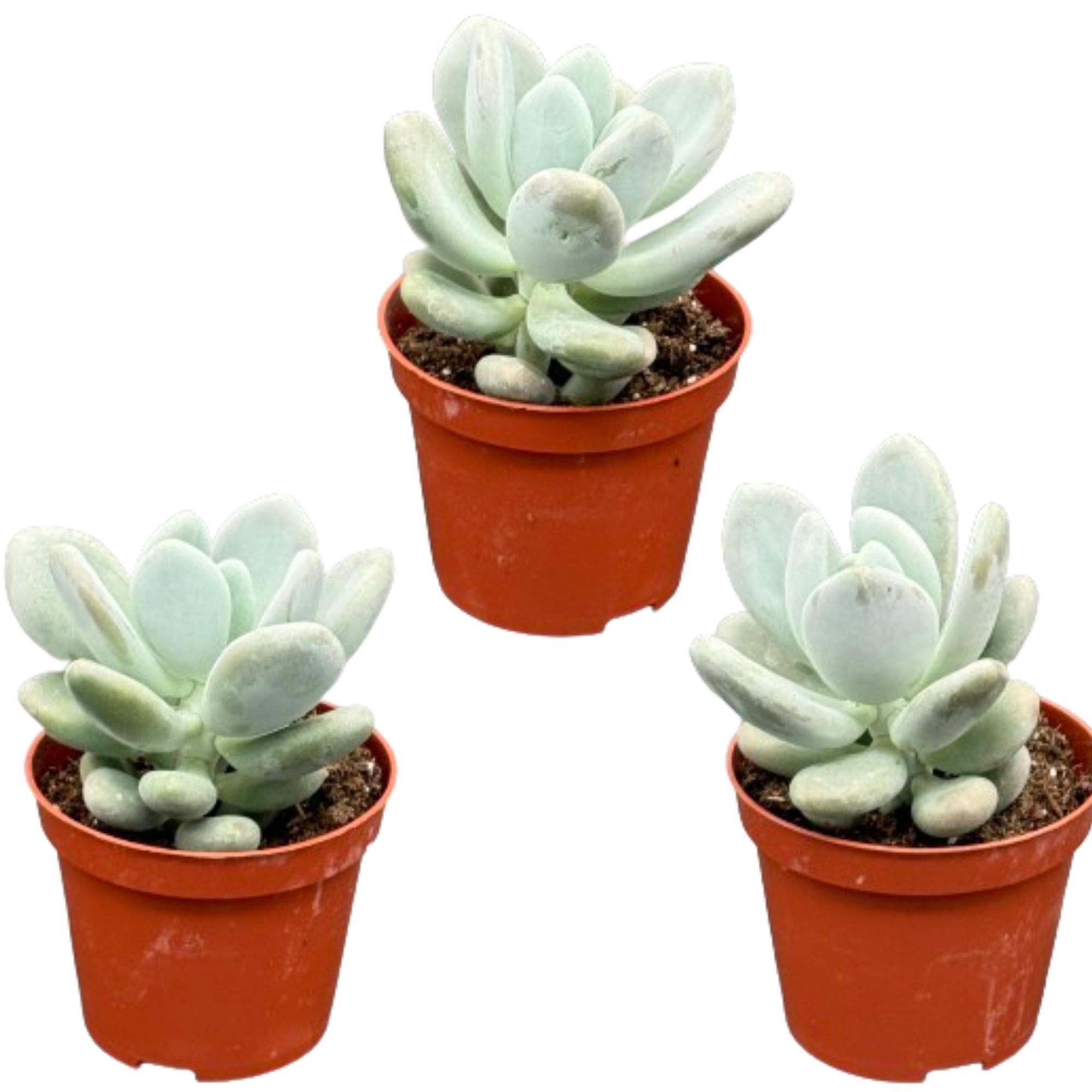 Sukkulenten Set - Pachyphytum Oviferum - 8.5cmØ- 12-17cm    3 Stück