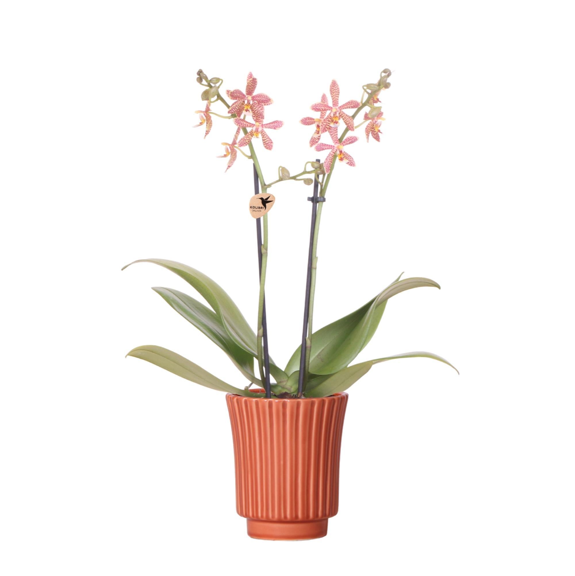 Orchidee orange Phalaenopsis Orchidee - Spider in Retro Terracotta - Topfgröße Ø9cm | blühende Zimmerpflanze - frisch vom Züchter