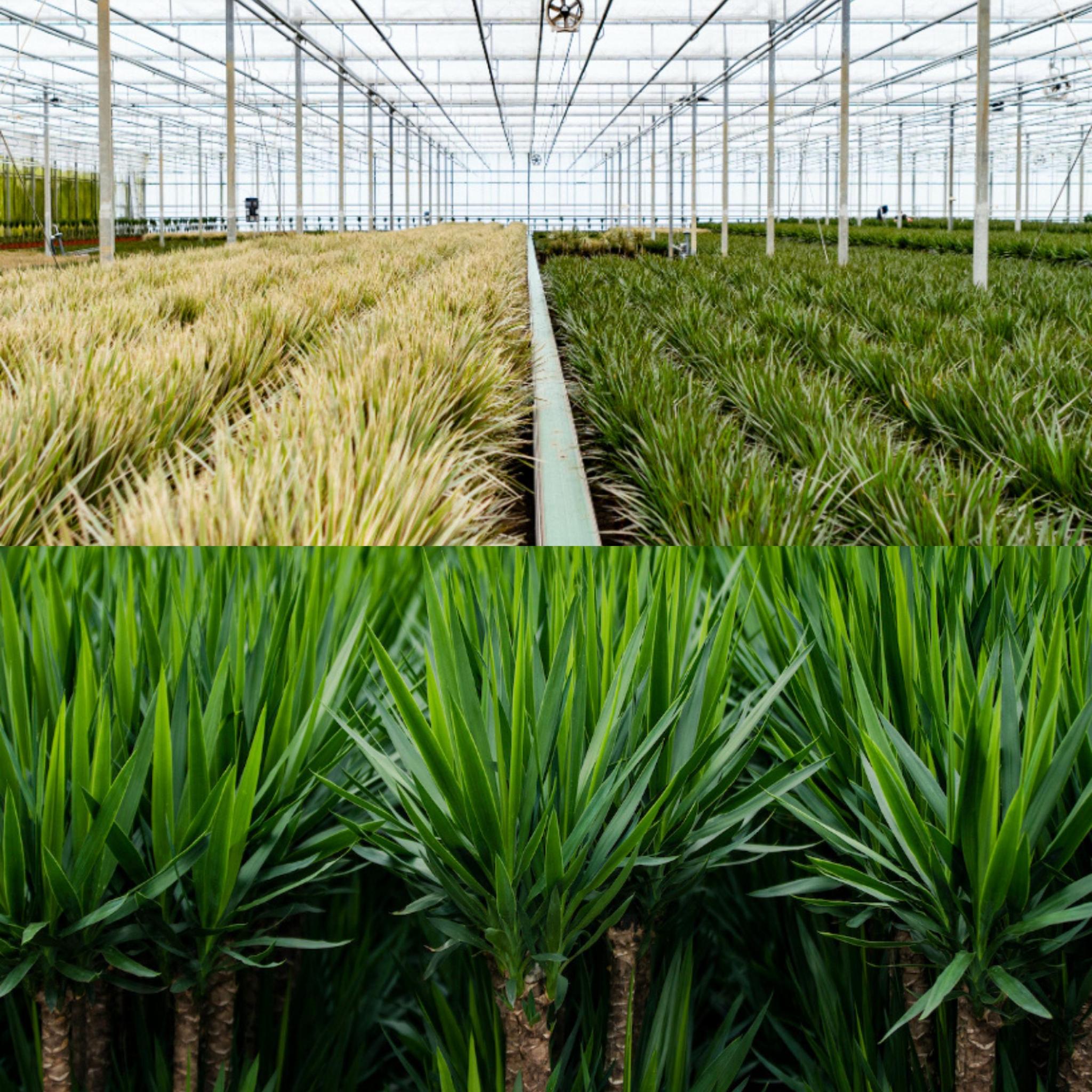 Pflanzen Mix - Drachenbaum Dracaena und Yucca Palme o ↨70cm - Ø17cm + Yucca ↨90cm - Ø17cm