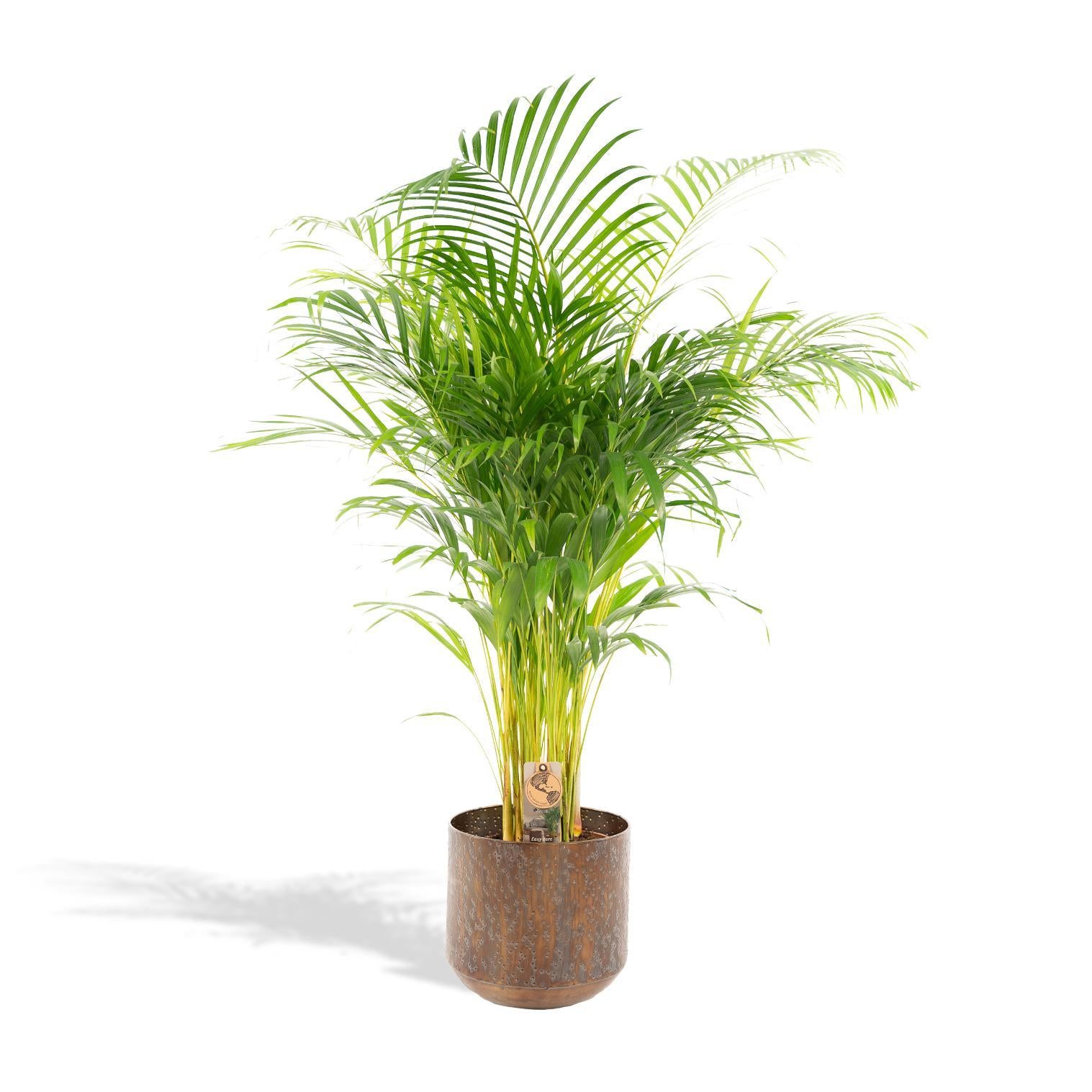 Arecapalm met pot - ↨130cm - Ø24cm