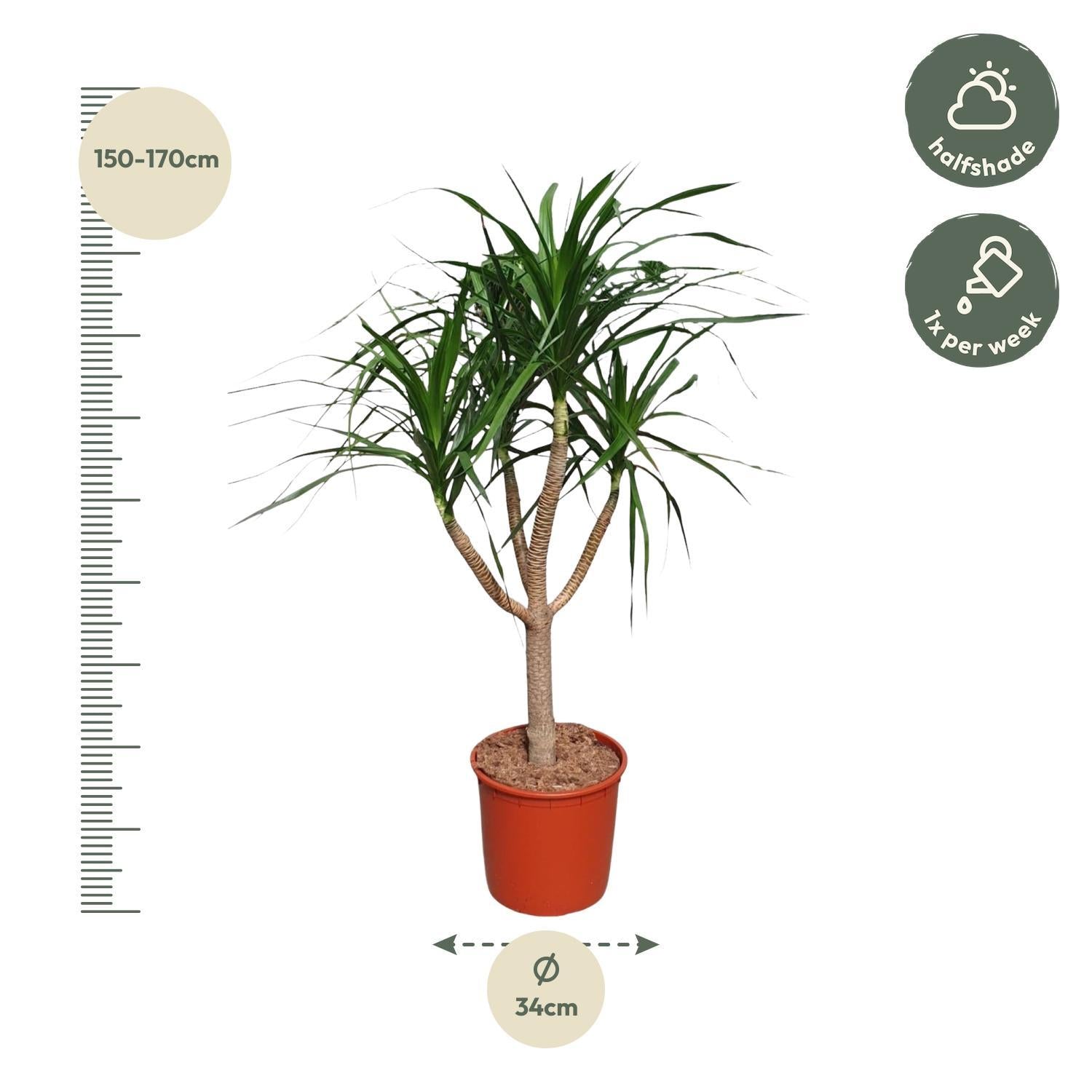 Drachenbaum Draco - Dracaena Draco verzweigt - 160 cm - ø34