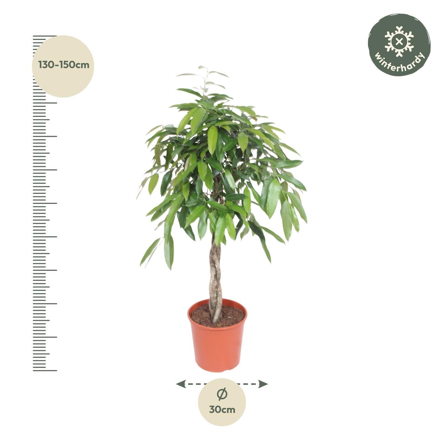 Gummibaum -  Ficus Amstel King geflochtener Stamm - 140 cm - ø30