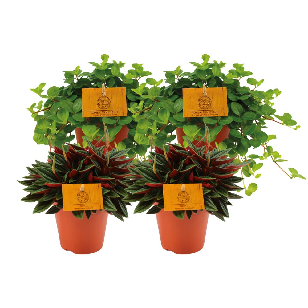 Peperomia Rosso + Peperomia Rotundifolia - 4 stück - Ø12cm - ↕20cm