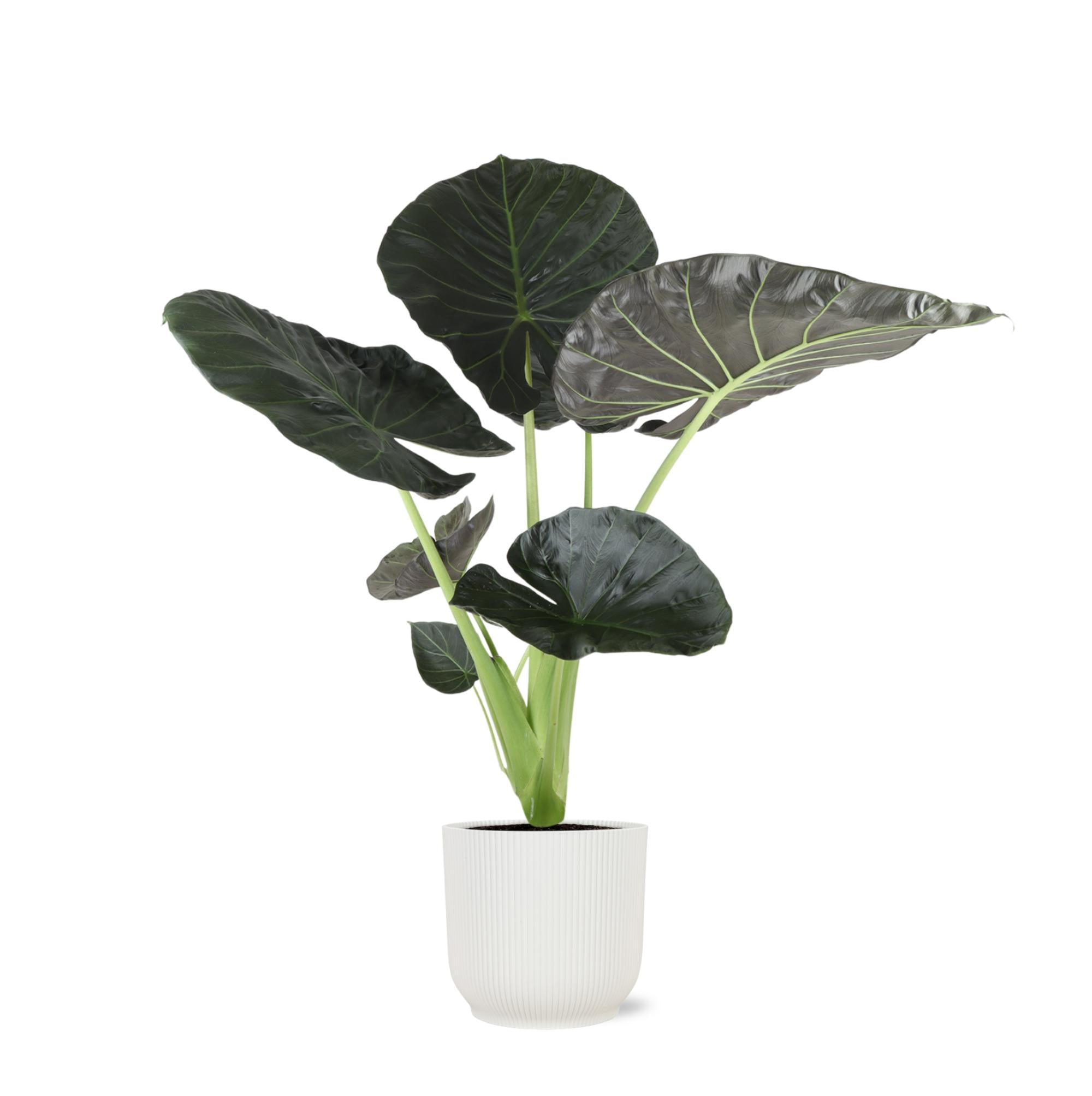 Elefantenohr - Alocasia Regal Shield Ø21cm - ↕100cm in Vibes Topf weiß