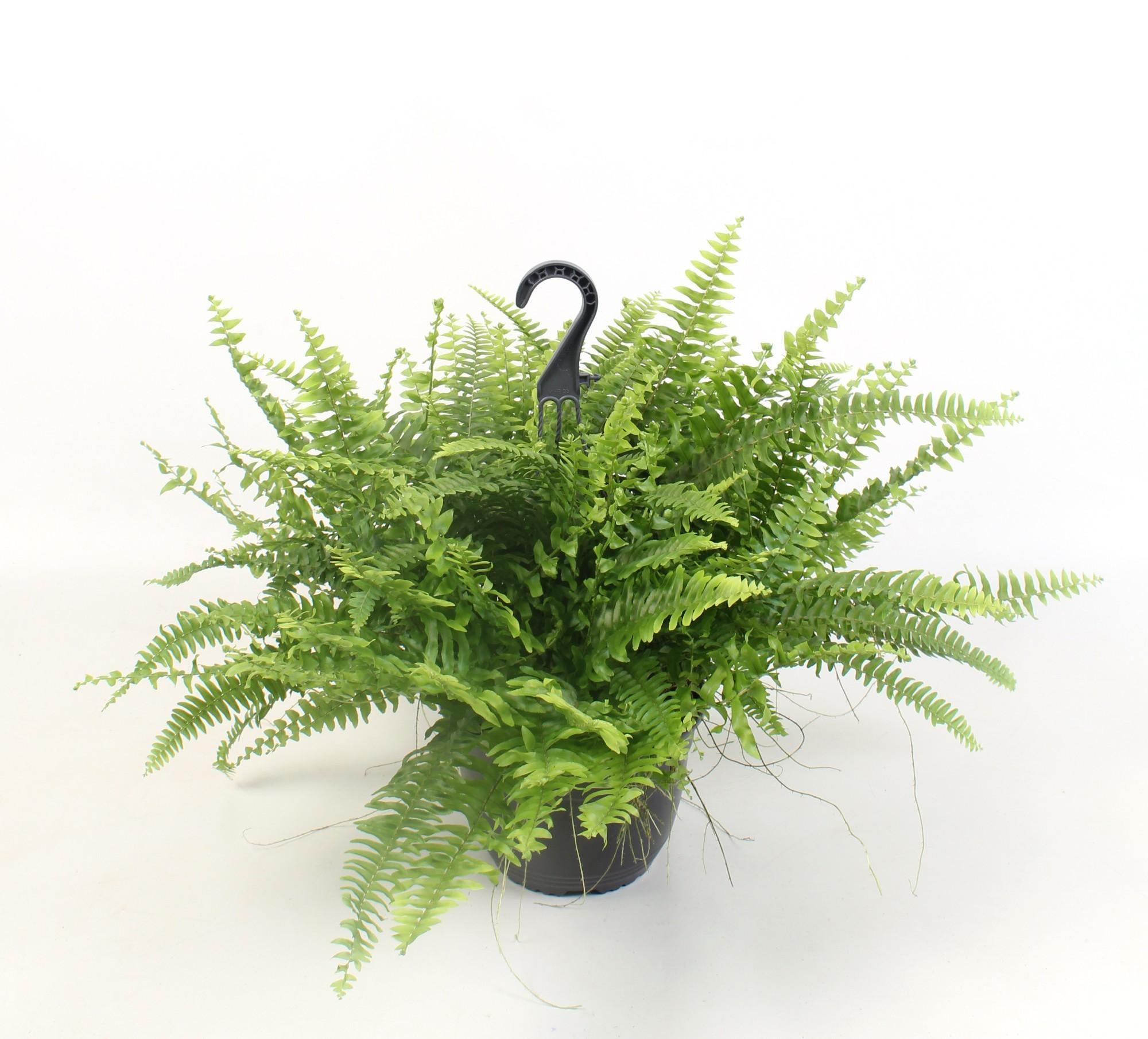 Nephrolepis Boston Green Moment Hang - Ø19cm - ↕60cm