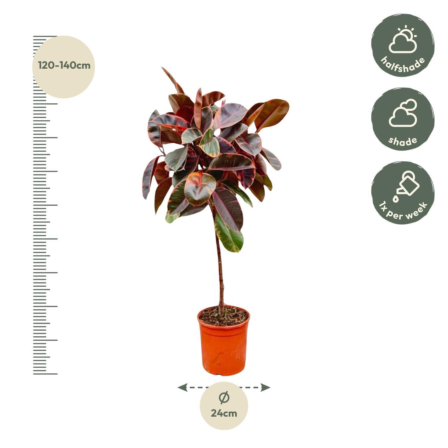 Gummibaum Ficus Elastica Belize mit Stamm - 130 cm - ø24