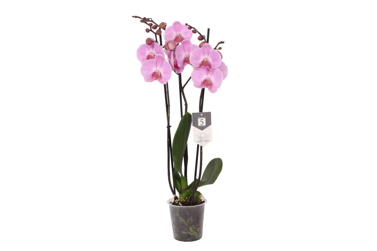 Orchidee Phalaenopsis Elion - 3 tak - 60 cm - Ø12cm