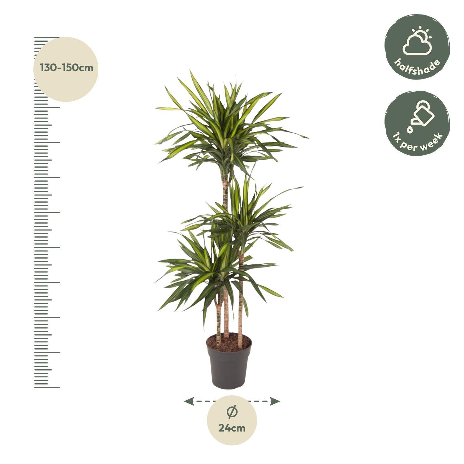 Drachenbaum Riki - Dracaena Riki - 140 cm - ø24