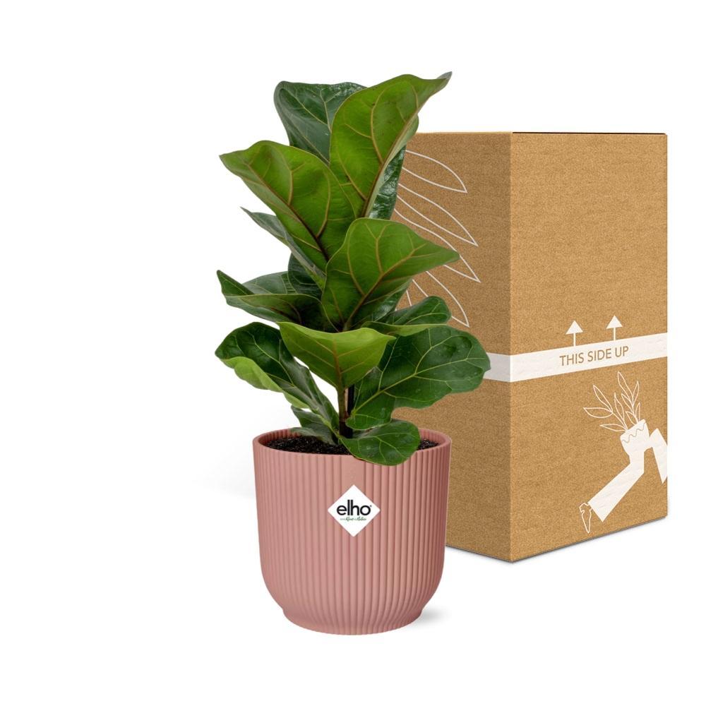 Geigenfeige - Ficus Lyrata 'Bambino' in ELHO Vibes Fold 14cm rosa