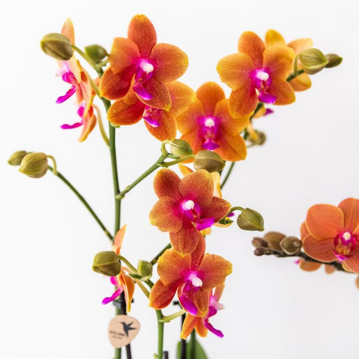 Orchidee 4 duftenden orangefarbenen Phalaenopsis-Orchideen - Topfgröße Ø12cm | blühende Zimmerpflanze - frisch vom Züchter