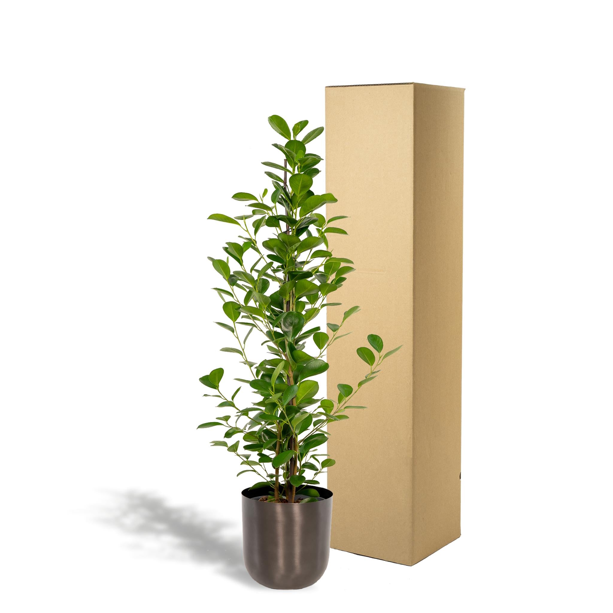 Lorbeerfeige Ficus microcarpa Moclame - Ø21cm - ↕95cm + Topf Mayk Lead