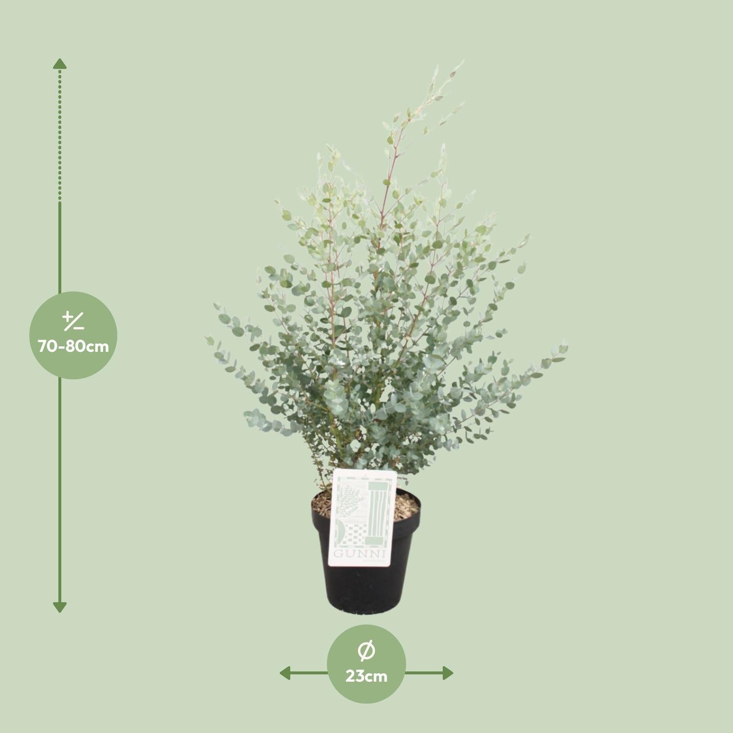 Eukaliptus - Eucalyptus Gunni - Ø23cm - ↕75cm