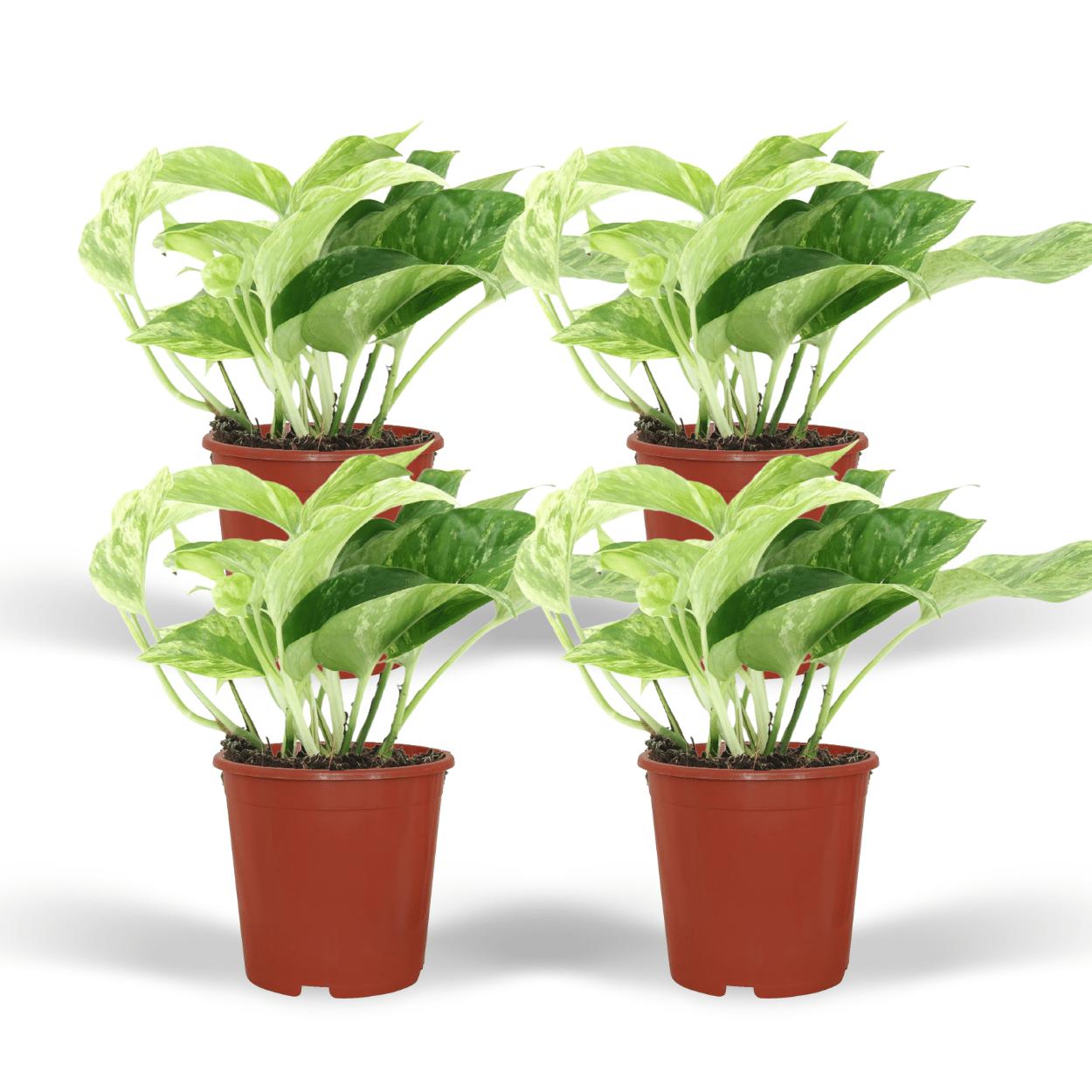 Efeutute - Epipremnum Aureum Marble Queen - Ø12cm - ↕15cm  4 Stück