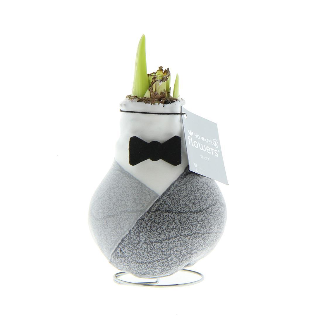 No Water Flowers® (wax amaryllis) | Giletz Bowtie - White flower