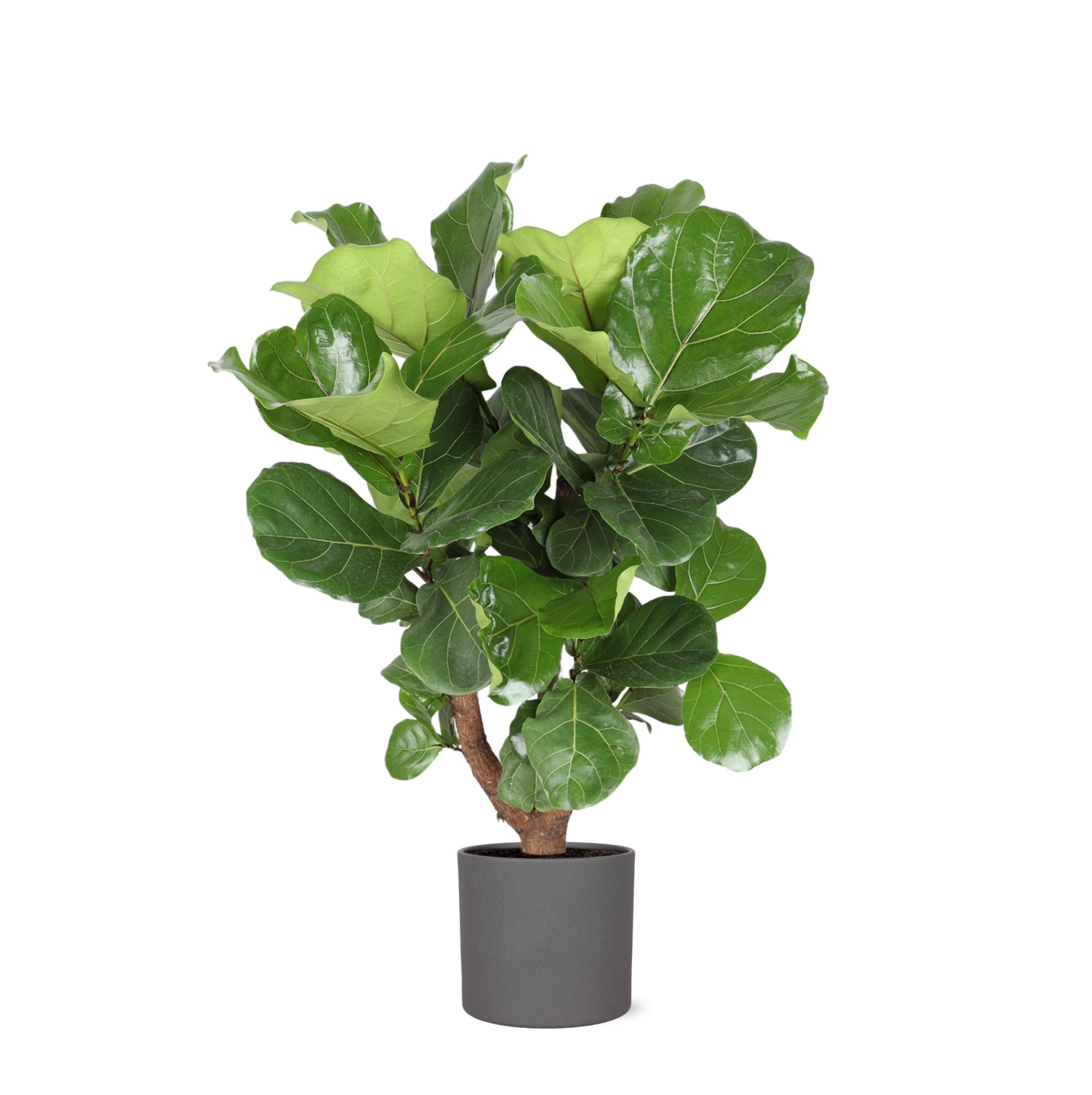 Geigenfeige - Ficus Lyrata  Ø24cm ↕110cm in Era ANTRACIET Topf