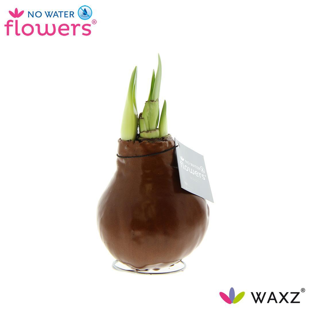 No Water Flowers Waxz® Metallic Copper - ↕15cm