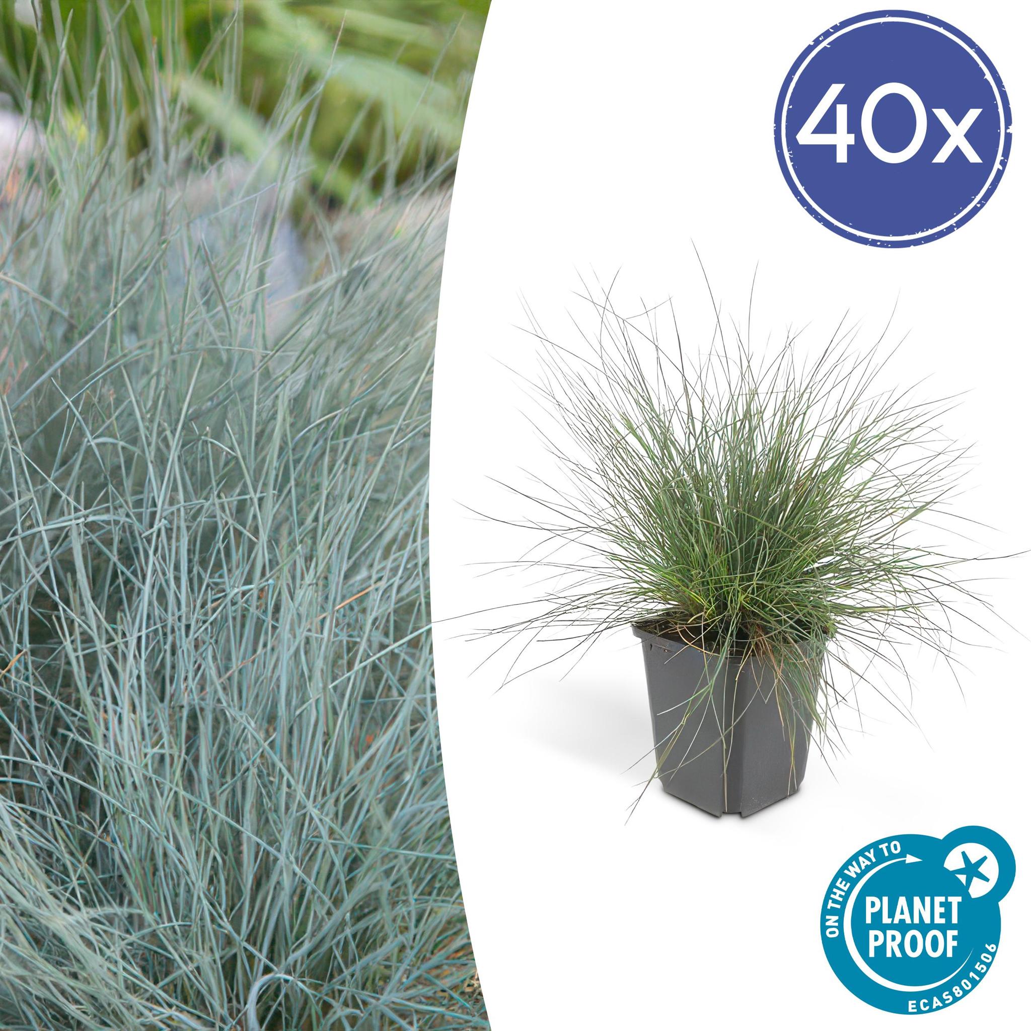 Ziergras - Festuca glauca 'Elijah Bleu' - ↕10-25cm - Ø9cm  - 40 Stück