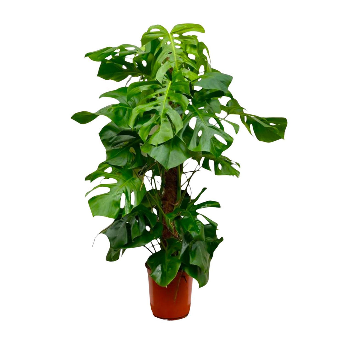 Fensterblatt - Monstera Deliciosa XXL - 150cm