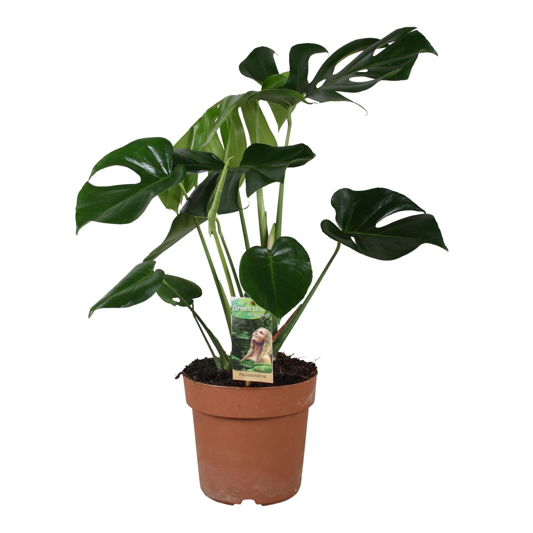 Schweizer Käsepflanze - Monstera Deliciosa - Ø21cm - ↕55cm