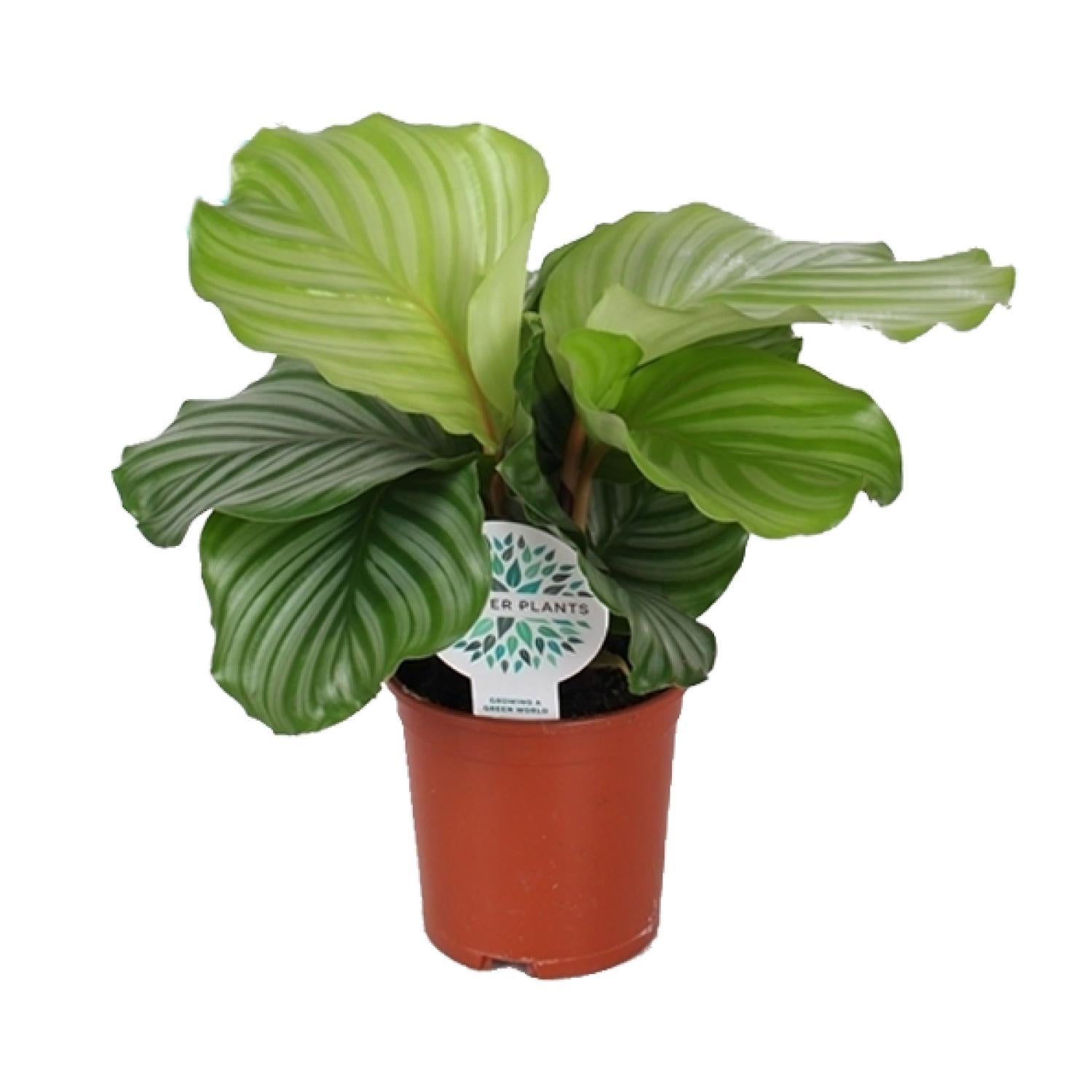 Gebetspflanze - Calathea Orbifolia - Ø14cm - ↕45cm