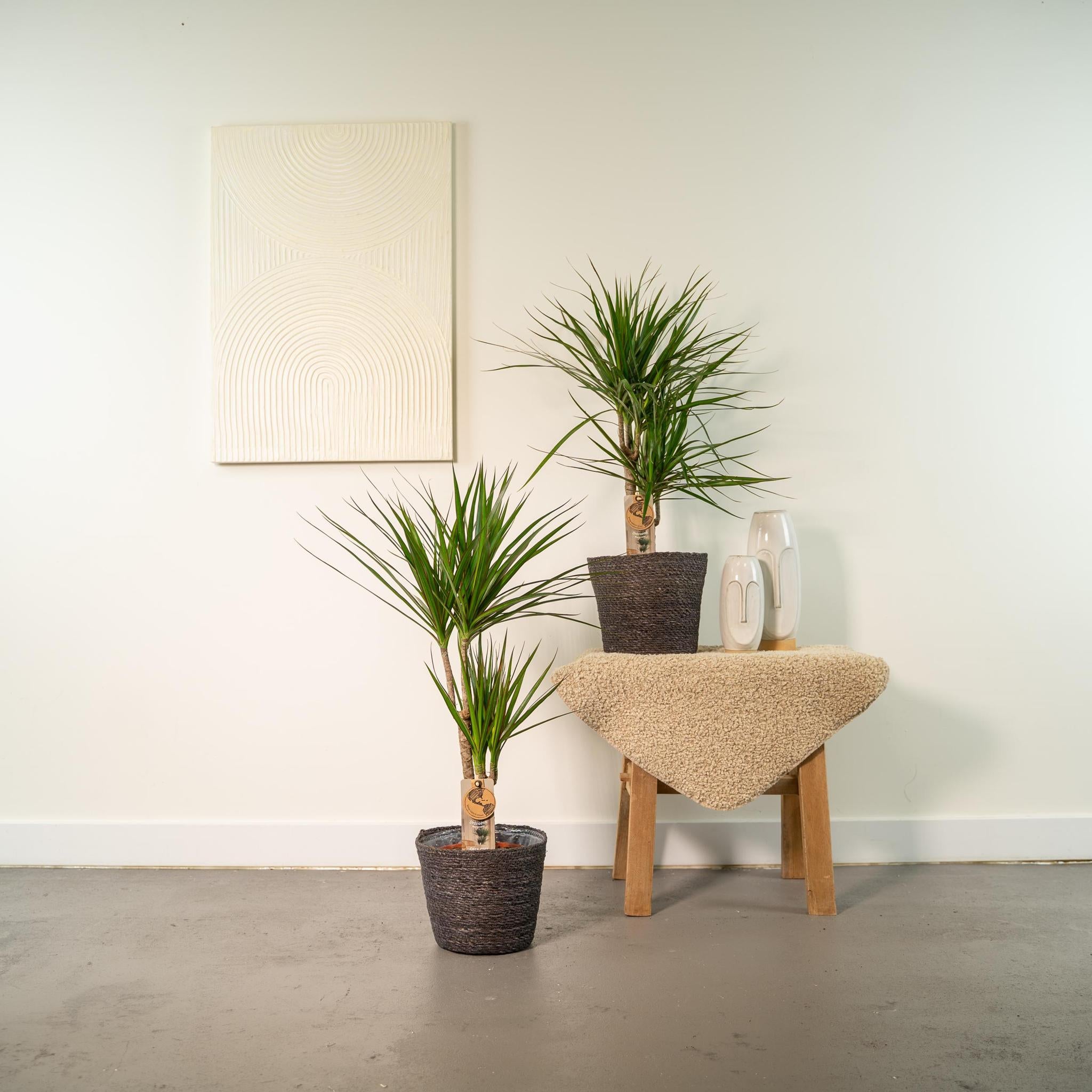 Drachenbaum -  Dracaena   ↨90cm - Ø17cm