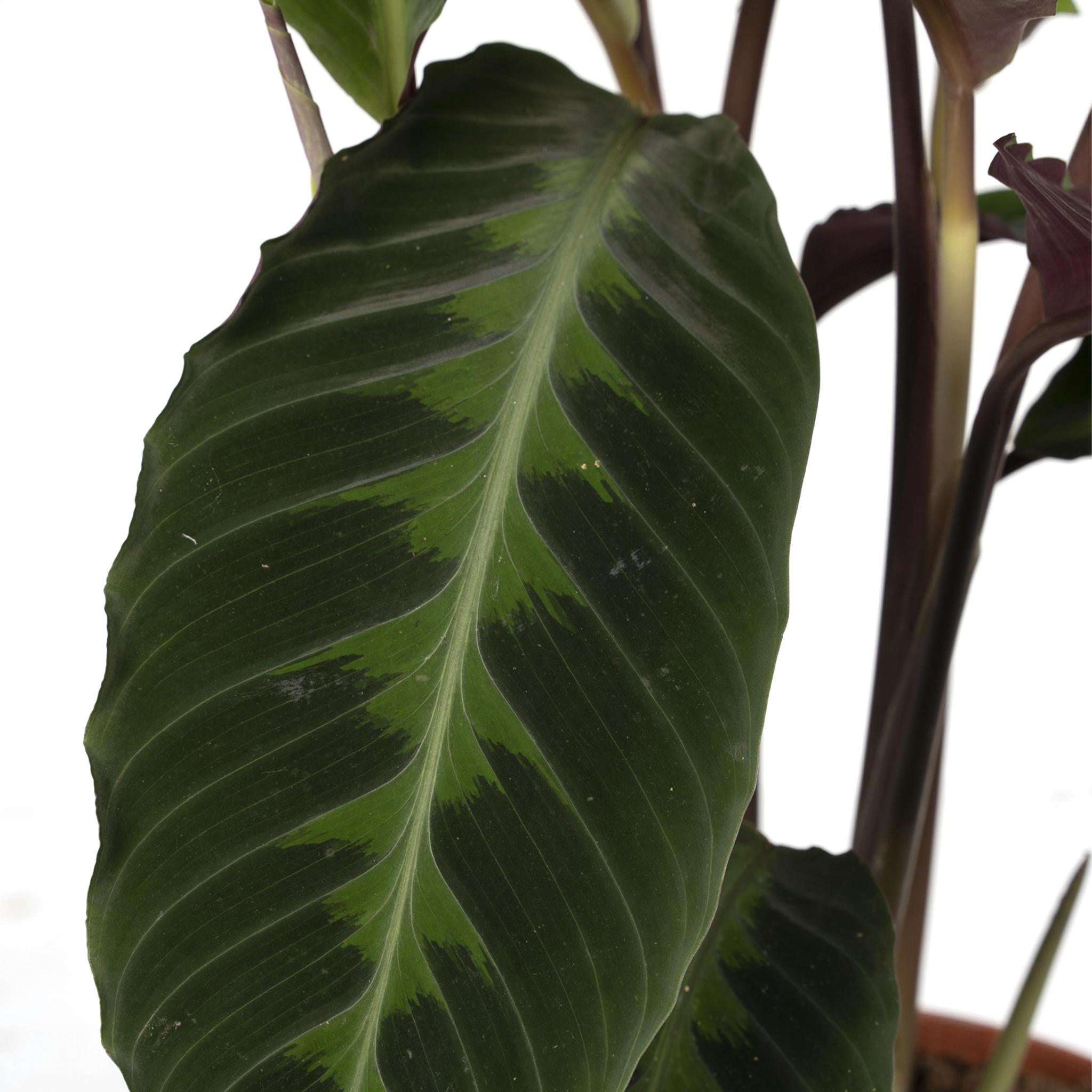 Calathea Warscewiczii - Korbmarante - 70cm - Ø19