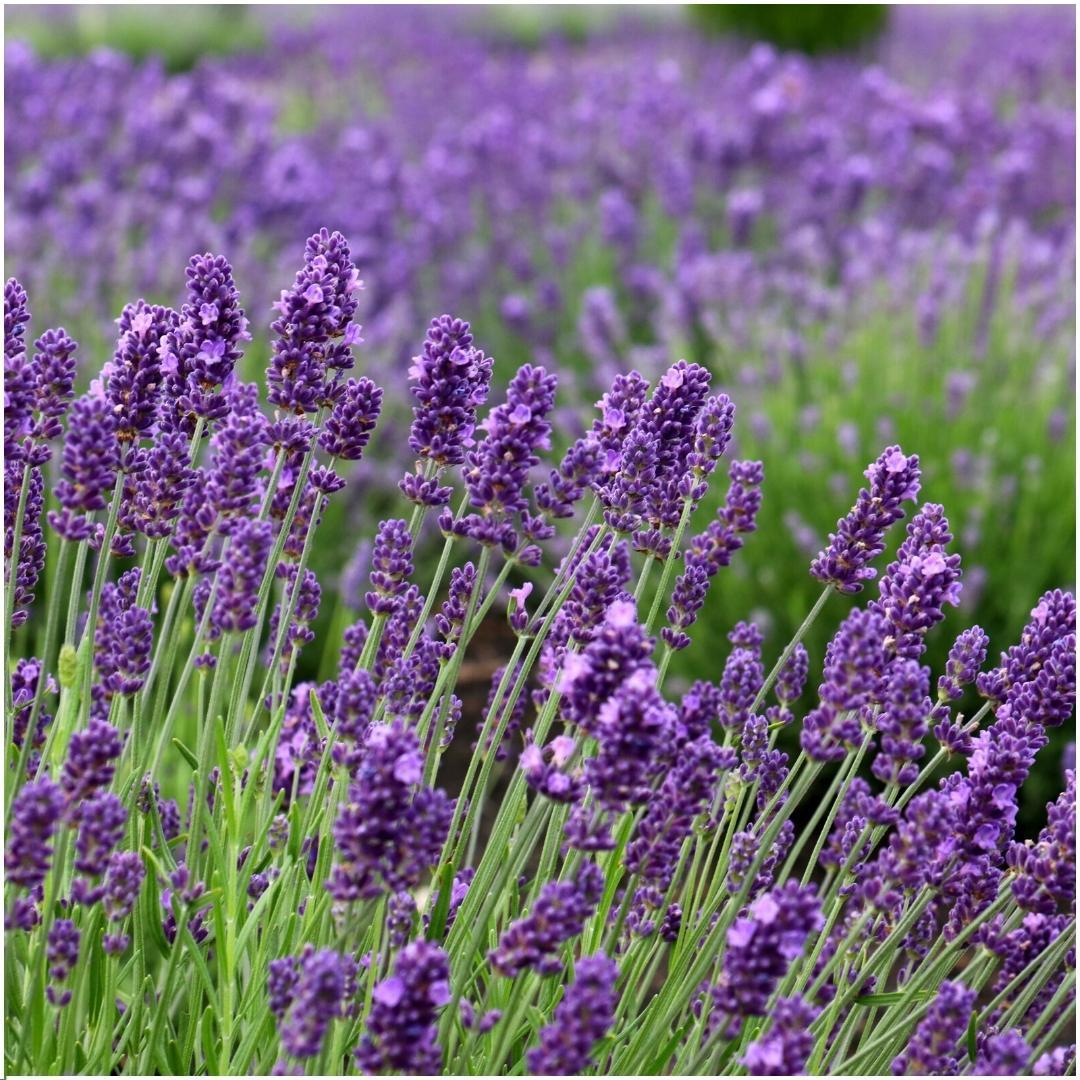 Lavandula angustifolia Felice® im Dekotopf 'Old Look' - 13 cm Topf - Set mit 3 echten Lavendeln im Dekotopf