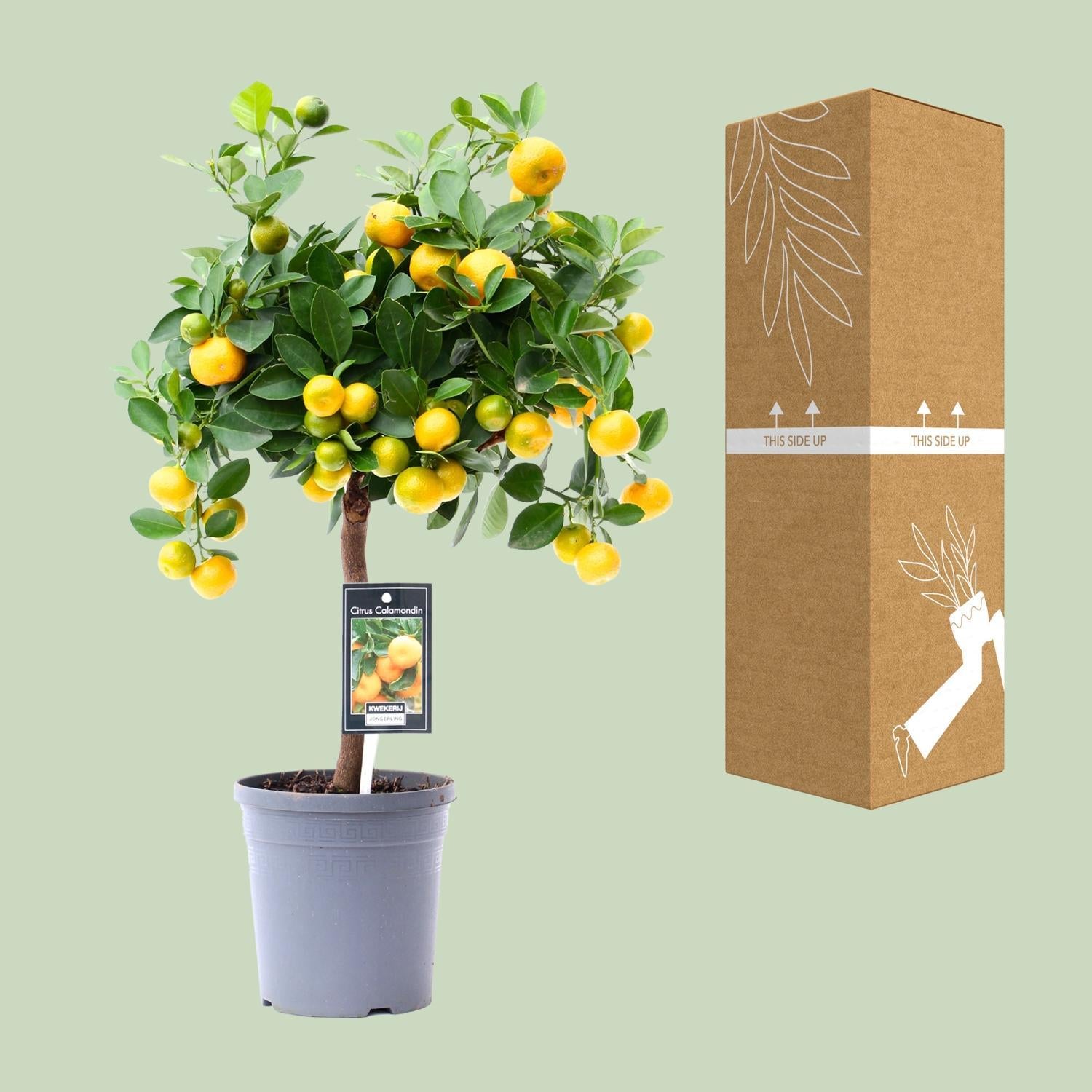 Orangenbaum Mini -Citrus Calamondin Orange- Ø15cm - ↕45cm