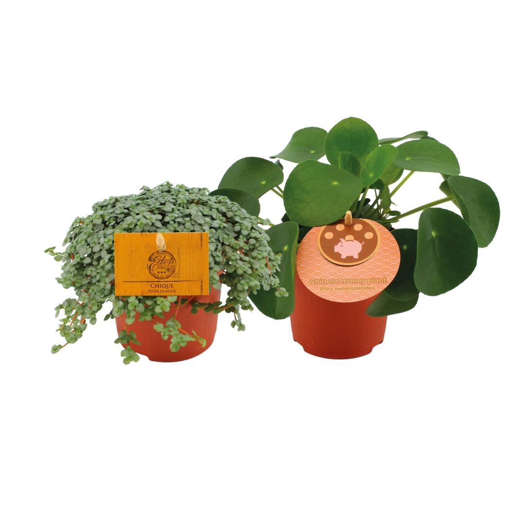 Pilea Duo 1.0 - 2 Stücke- Ø10,5cm - ↕15cm