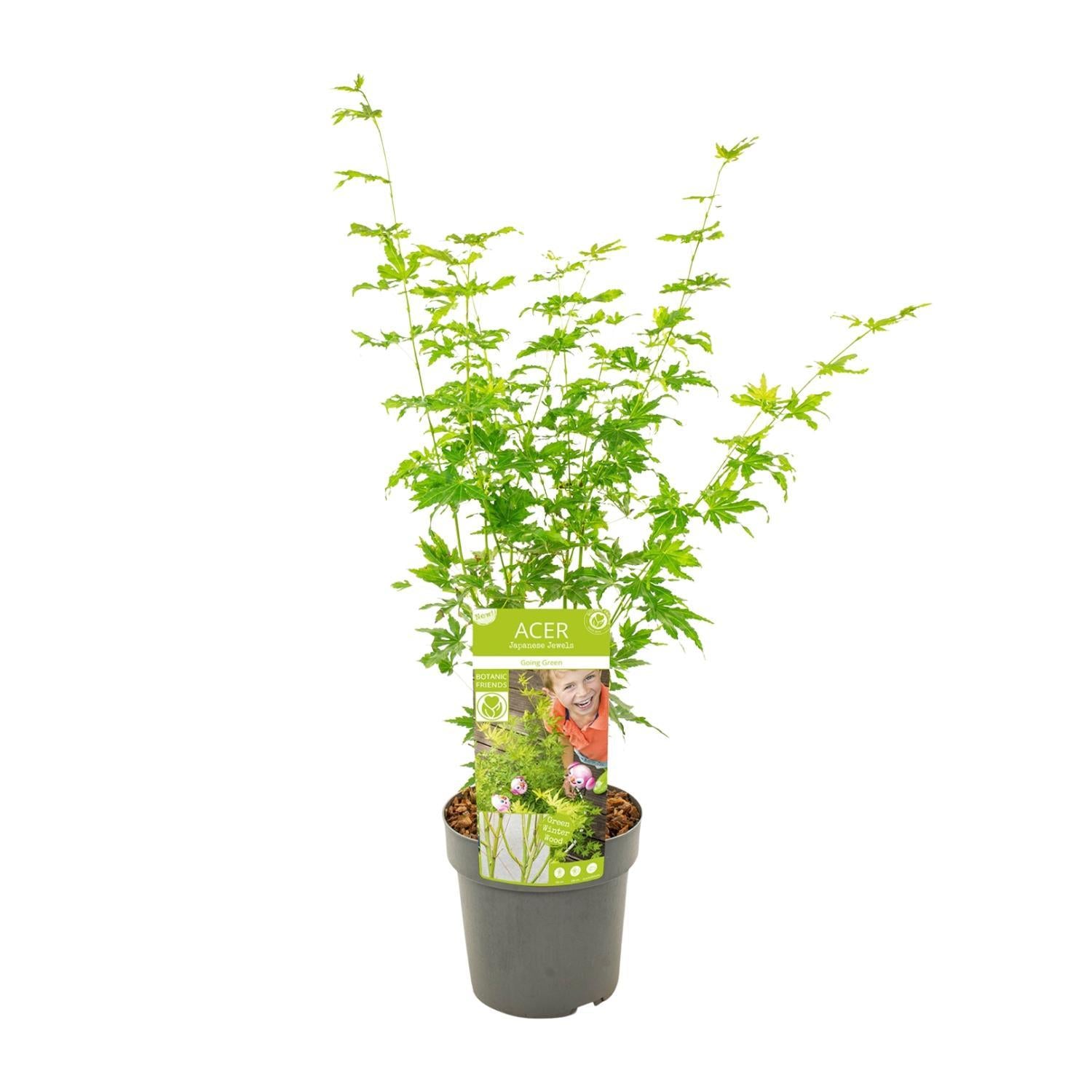 Japanischer Ahoen Acer palmatum Going Green - Ø19 - ↨50cm