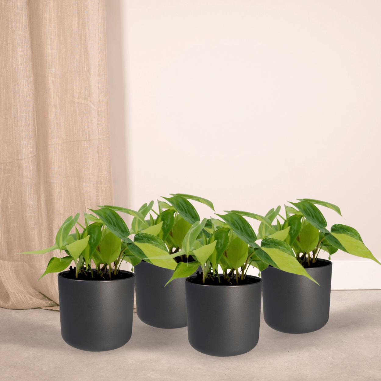 Philodendron Scandens Brasil - 4 stuks - Ø12cm - ↕15cm