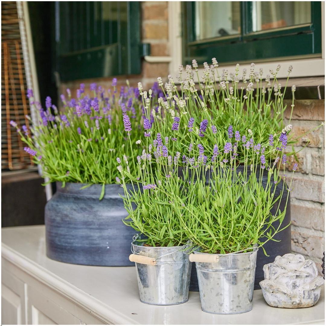 Lavandula angustifolia Felice® im Dekotopf 'Old Look' - 13 cm Topf - Set mit 3 echten Lavendeln im Dekotopf