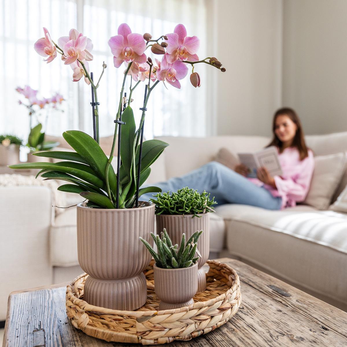 Orchidee gelbe Phalaenopsis-Orchidee - Mexiko - Topfgröße Ø9cm | blühende Zimmerpflanze - frisch vom Züchter