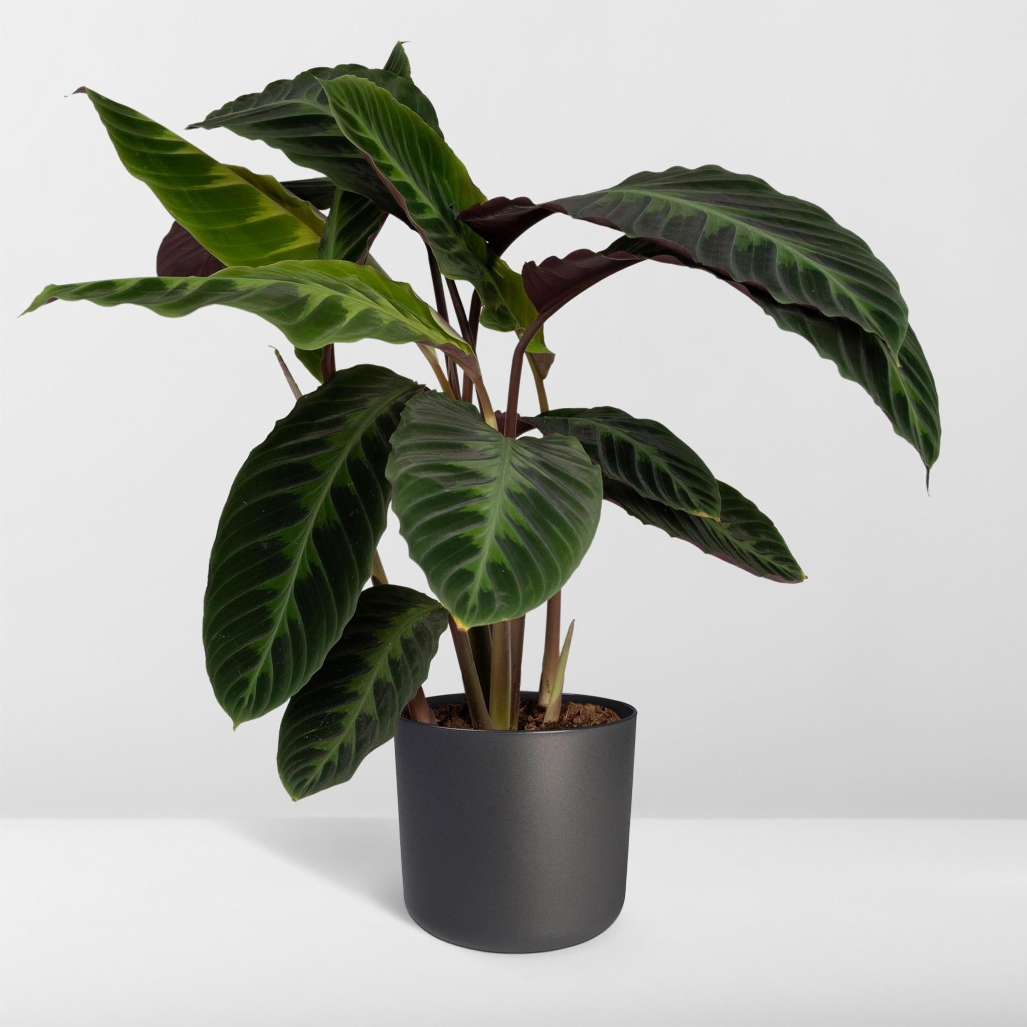 Calathea Warscewiczii - Korbmarante - 70cm - Ø19