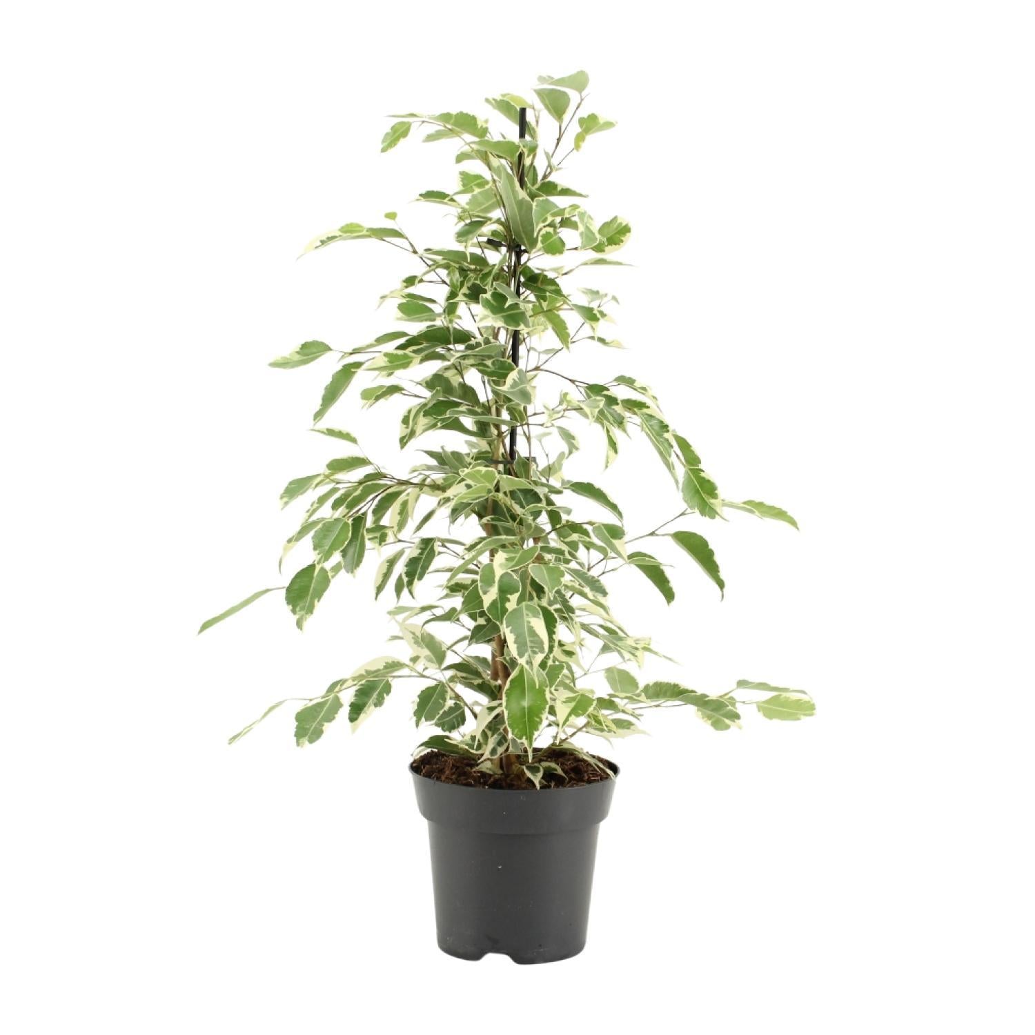 Ficus Benjamina Schemering - Ø14cm - ↕55cm