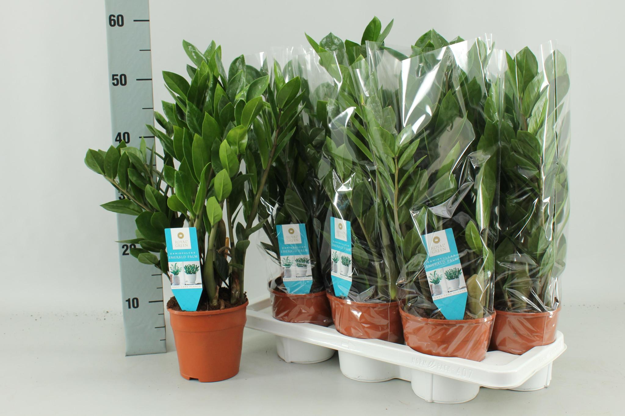 Zamioculcas Zamiifolia - Ø14cm - ↕55cm