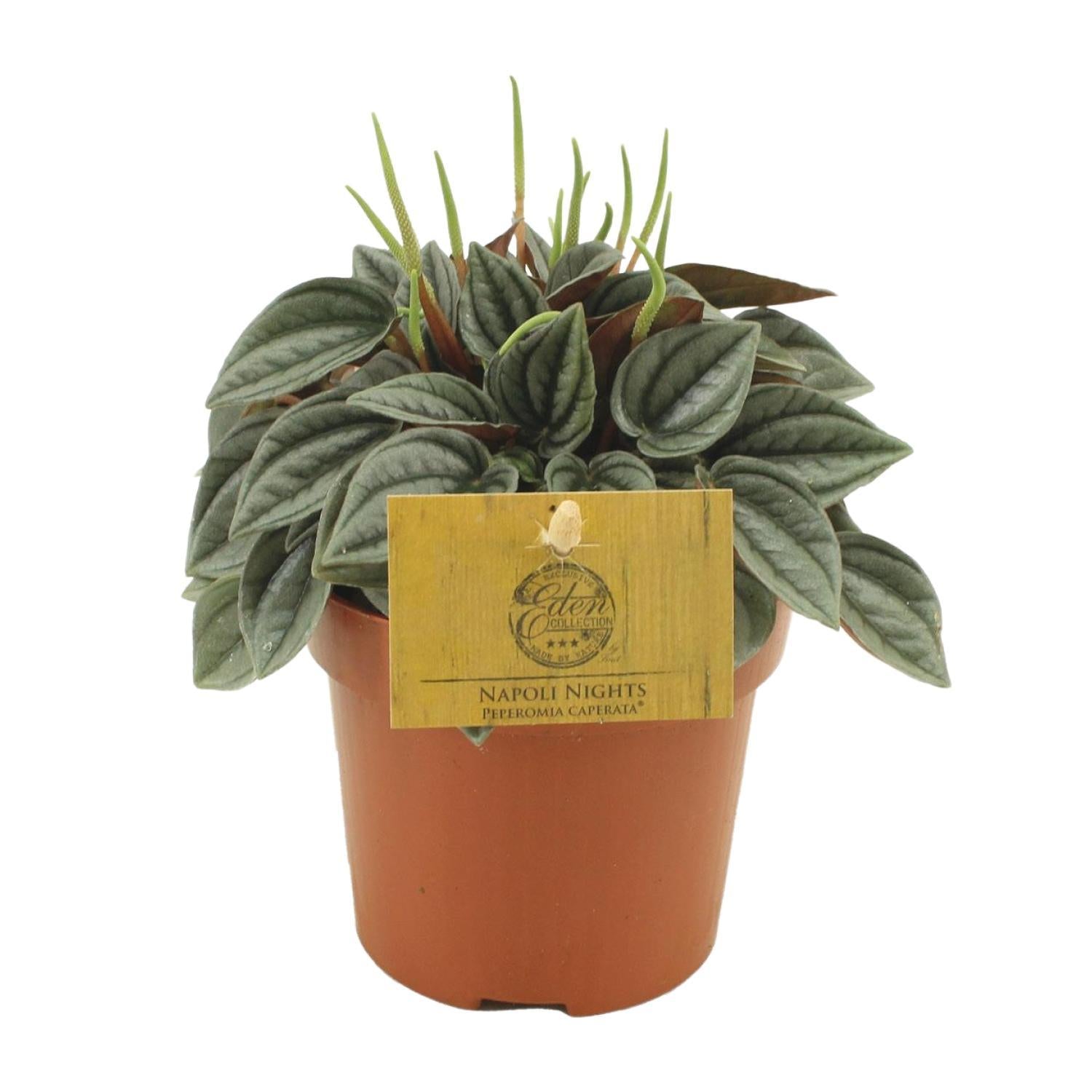 Peperomia Napoli Nights 10,5cm - Ø10,5cm - ↕15cm