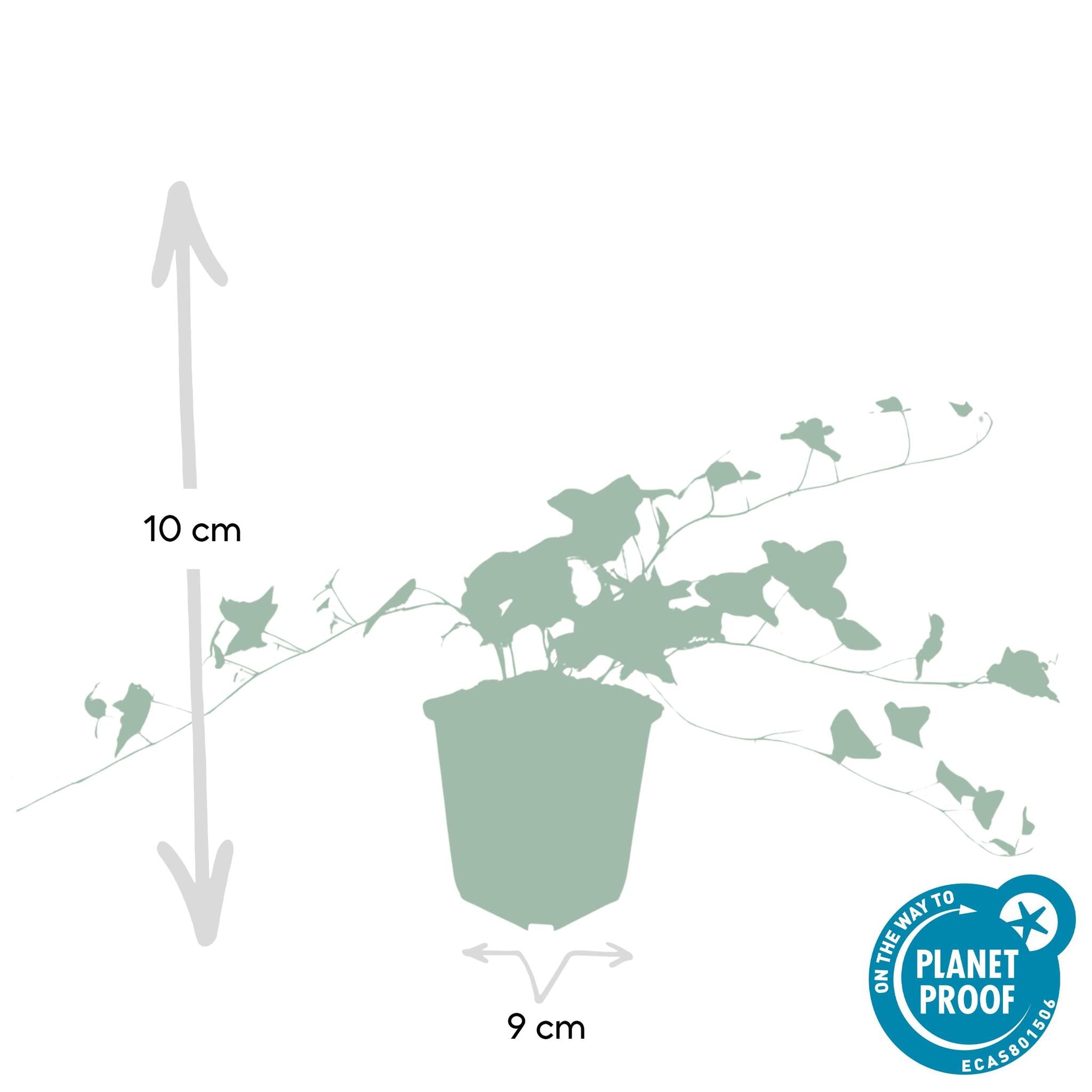 Efeu Glacier - Hedera Helix 'Glacier' - ↕25cm - Ø9cm - 6x - 6 Stück