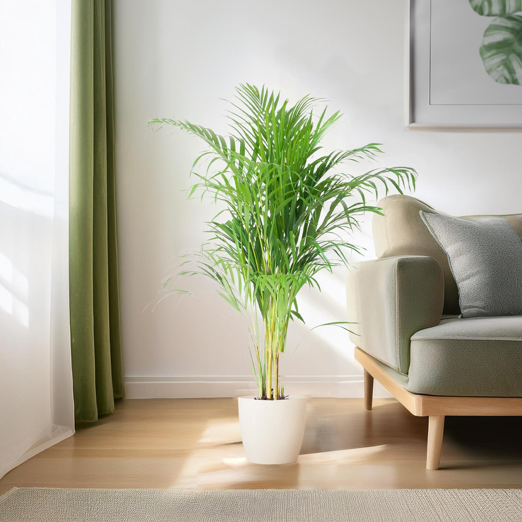 Arecapalme - Dypsis mit Viper Topf  Weiß - 100cm - Ø21