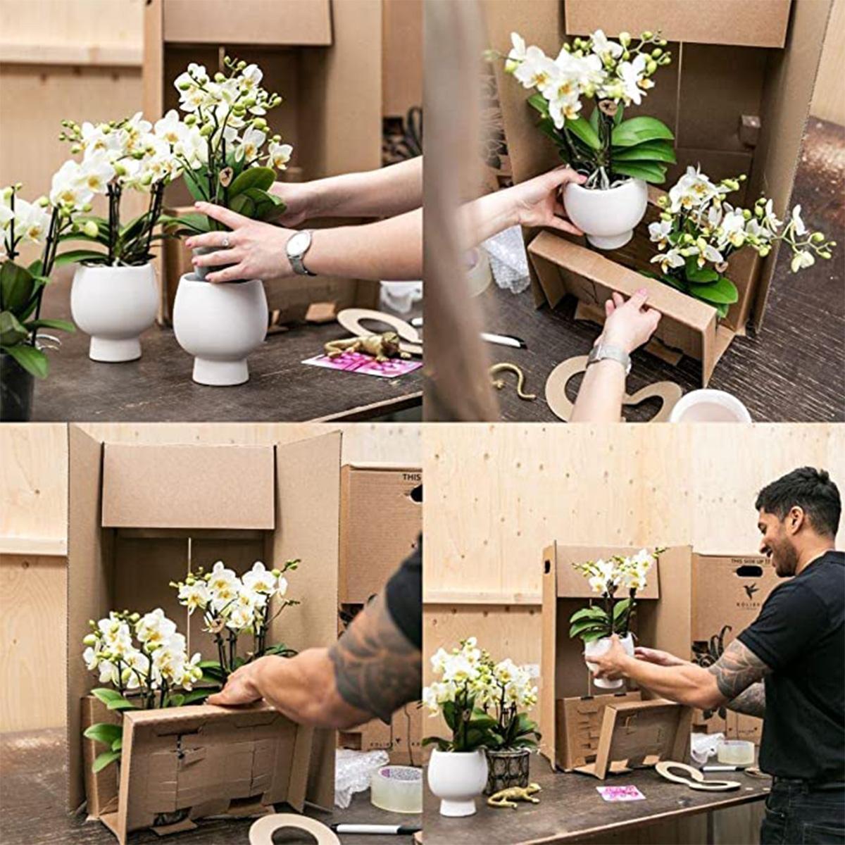 Orchidee Komplettes Pflanzenset Luxury Living | Grünpflanzen mit weißer Phalaenopsis-Orchidee inkl. Keramik-Ziertöpfe und Zubehör