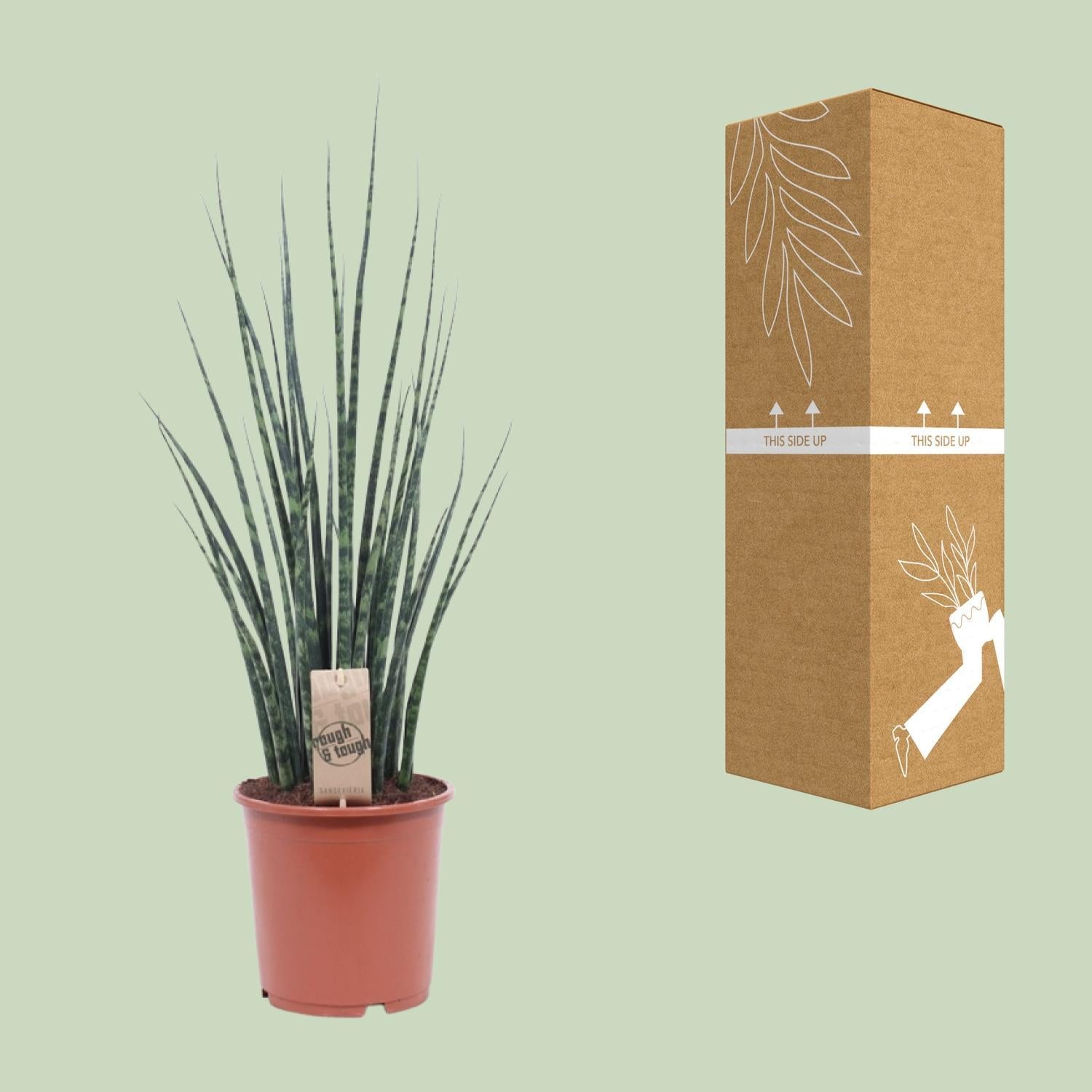 Sansevieria Fernwood Mikado - Ø19cm - ↕80cm