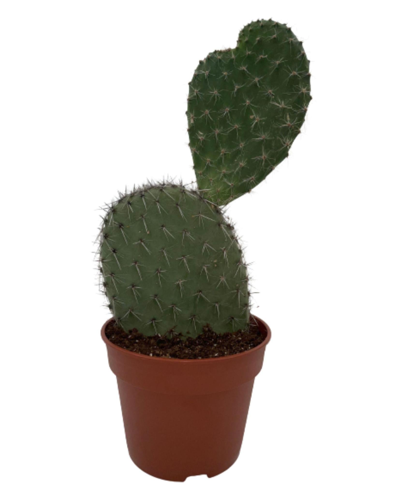 Feigenkaktus  - Opuntia Vijgcactus- 17cmØ- 30-40cm Höhe