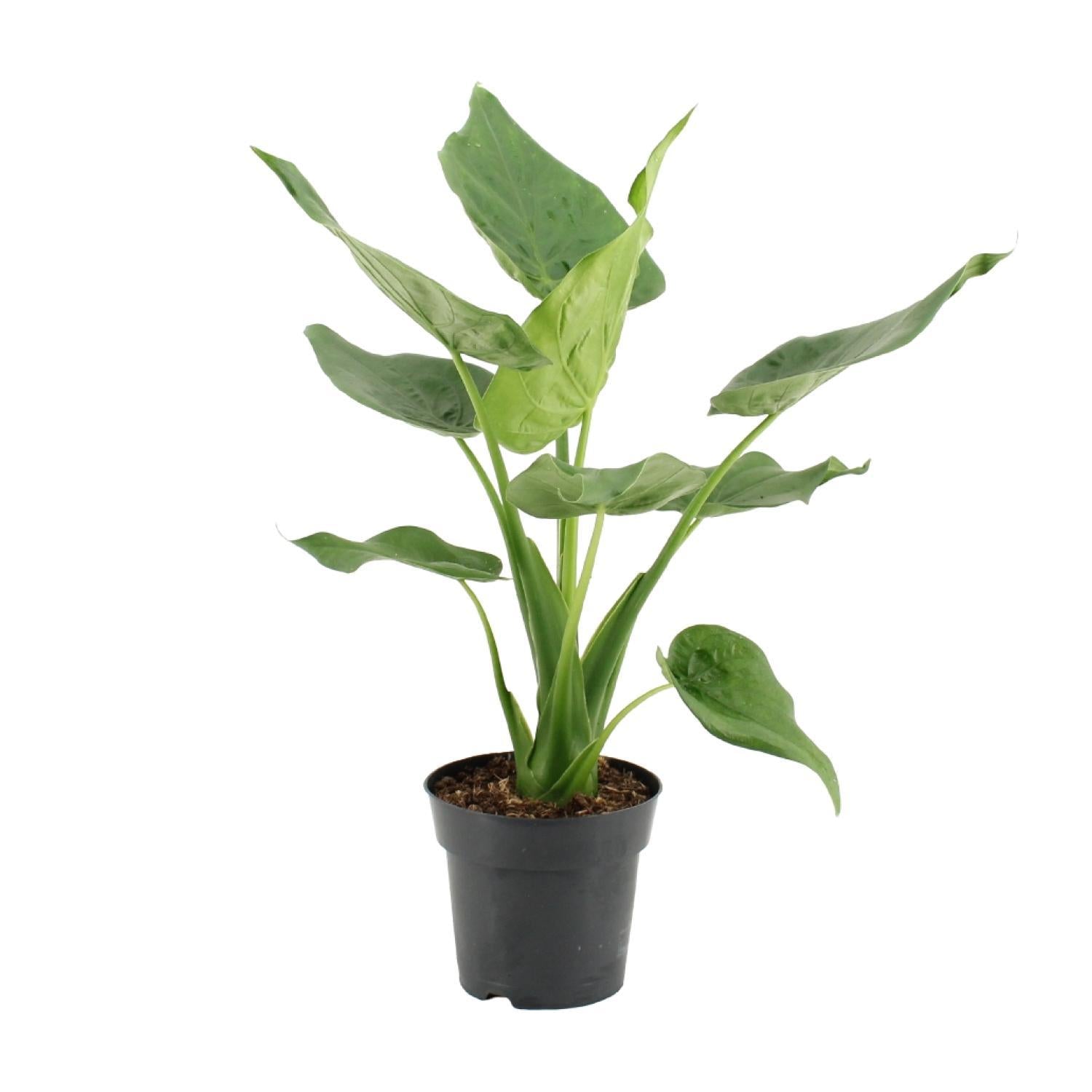 Zwerg Elefantenohr - Alocasia Cucullata - Ø17cm - ↕55cm