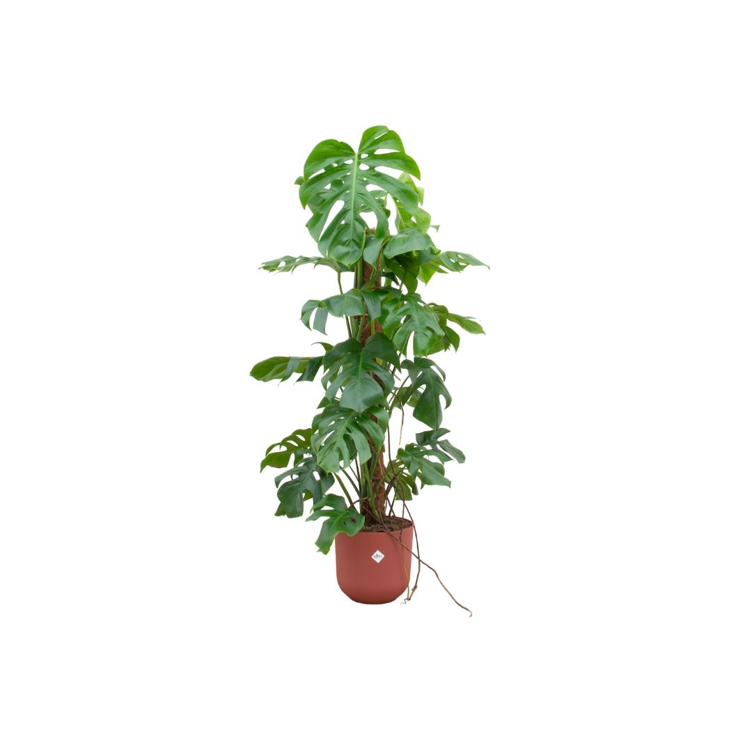 Combideal - Monstera Pertusum XL inclusief elho Jazz Rond rood Ø26 - 120 cm