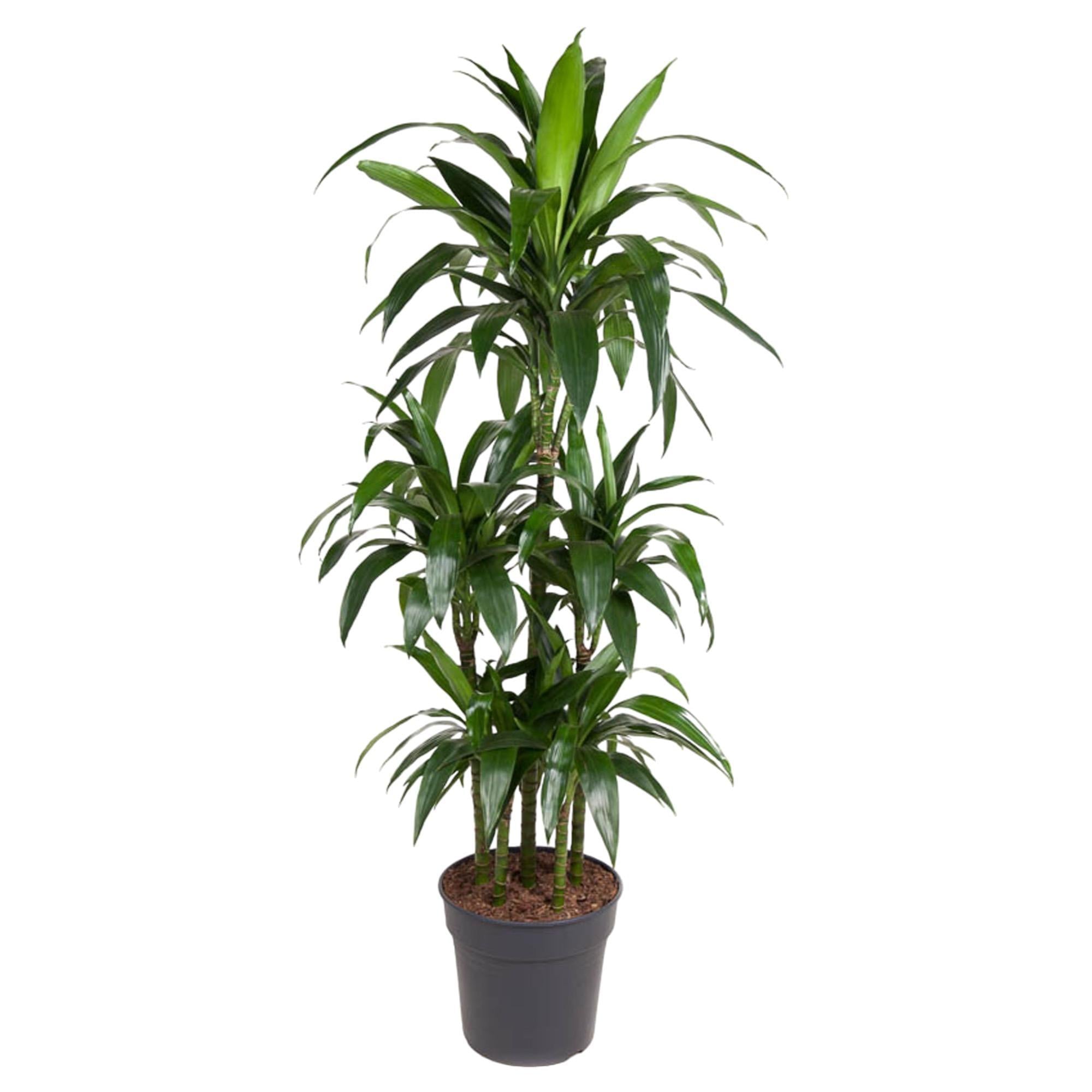 Drachenbaum Janet Craig - Dracaena Janet Craig Carrousel - 140 cm - ø31